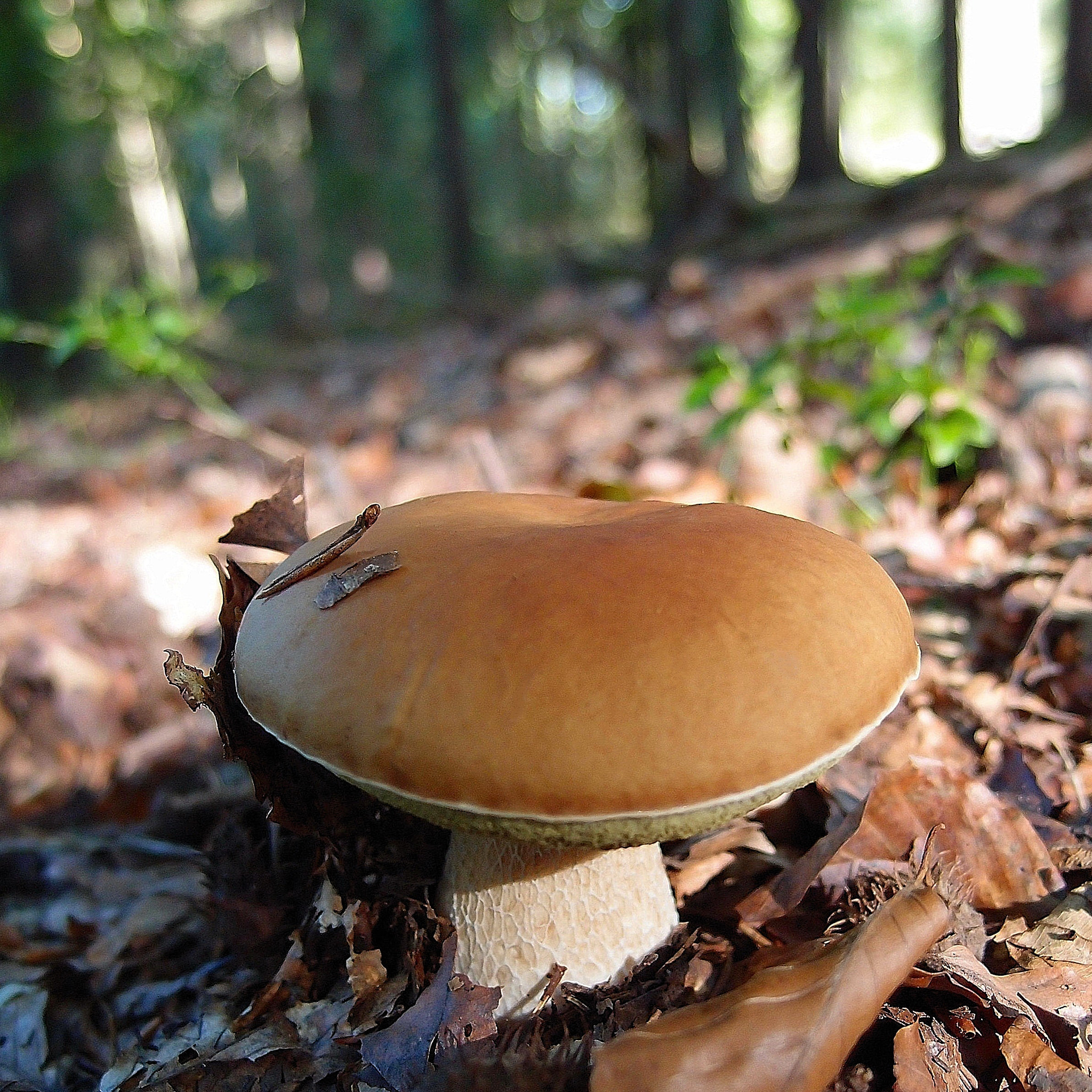 Olympus XZ-1 sample photo. Burger mushroom photography