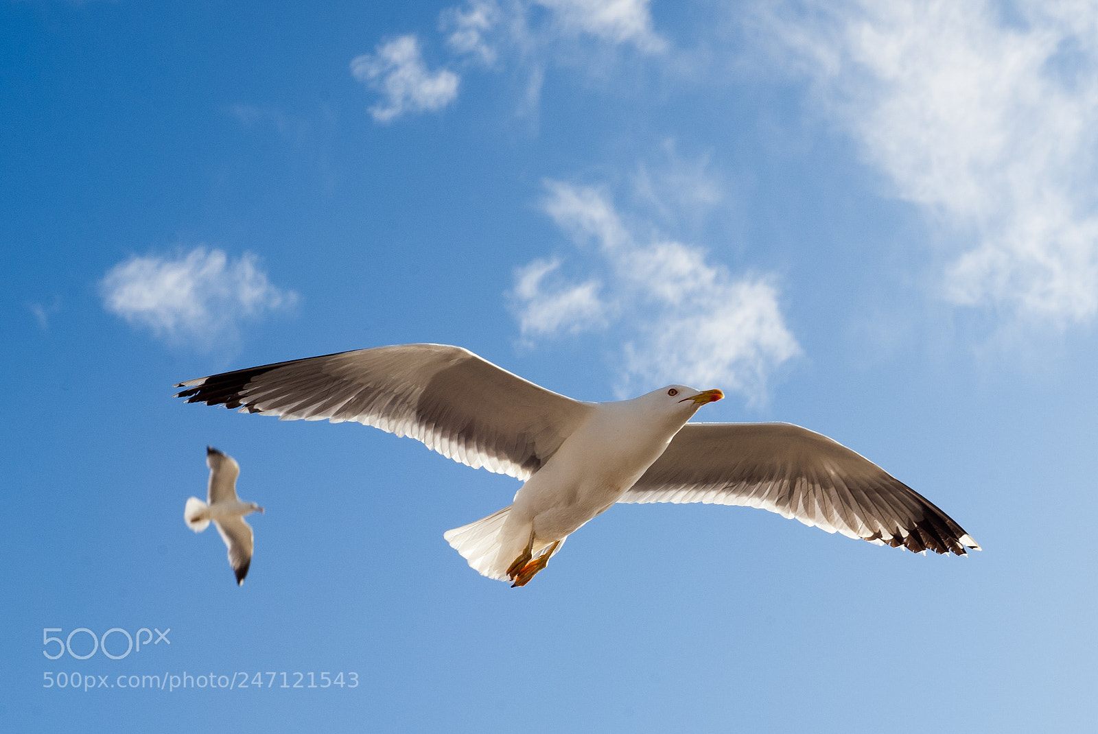 Nikon D700 sample photo. Seagull photography