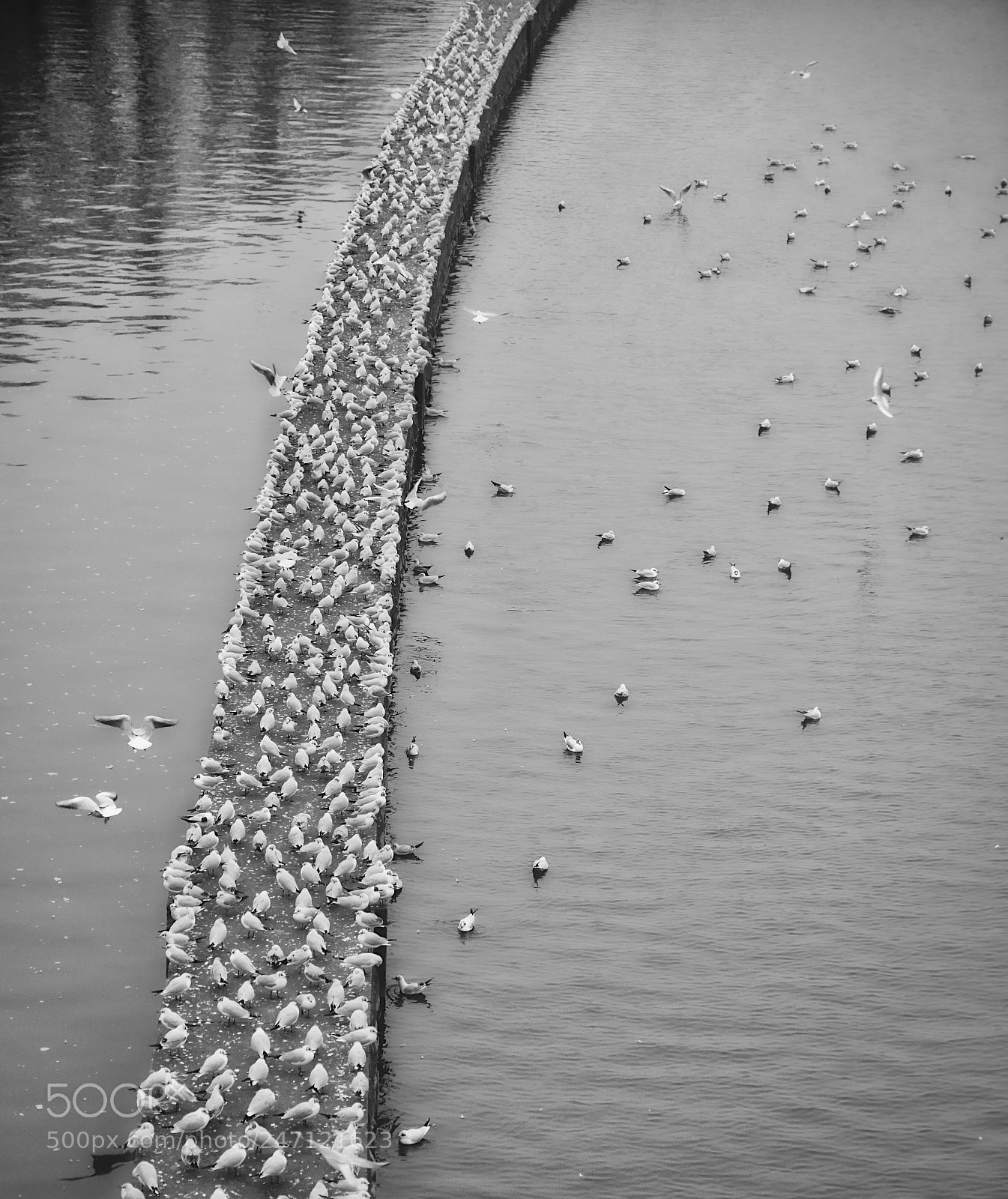 Fujifilm X-T2 sample photo. Les oiseaux photography