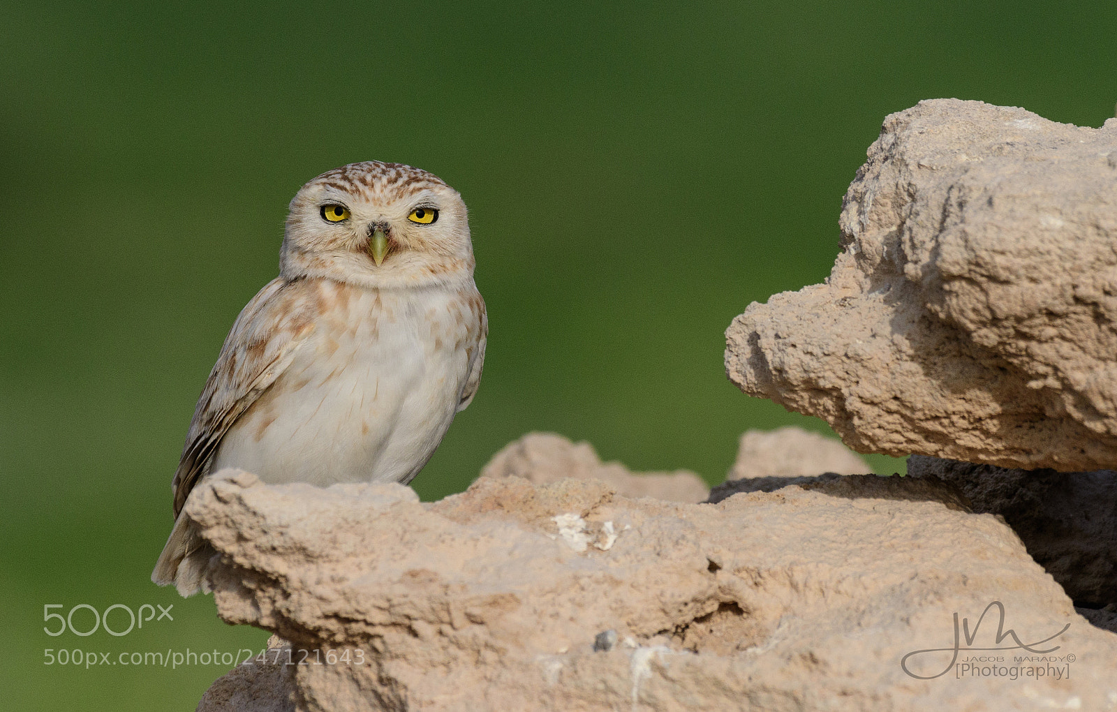 Nikon D500 sample photo. Little owl photography