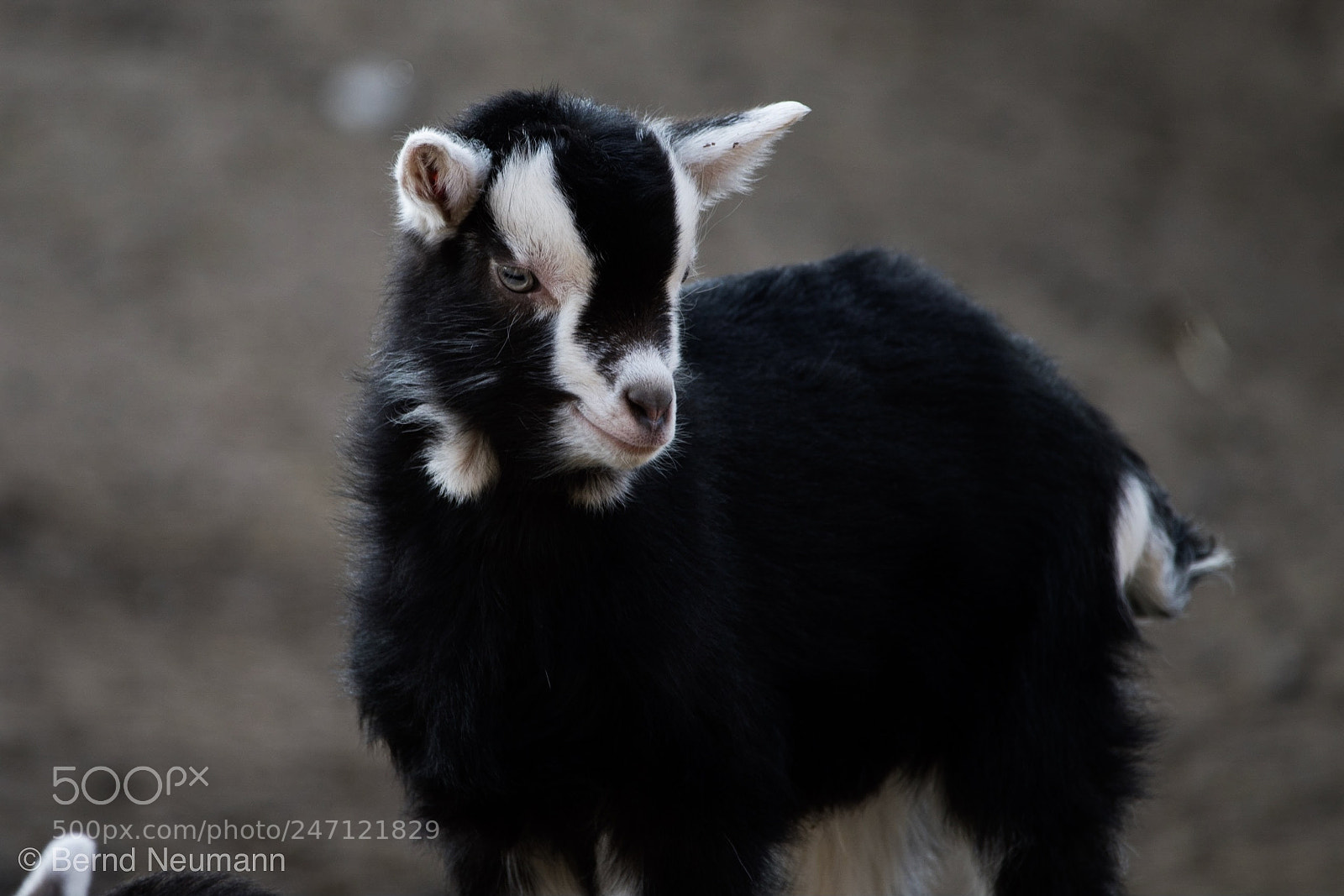 Nikon D7500 sample photo. Kleine ziege photography