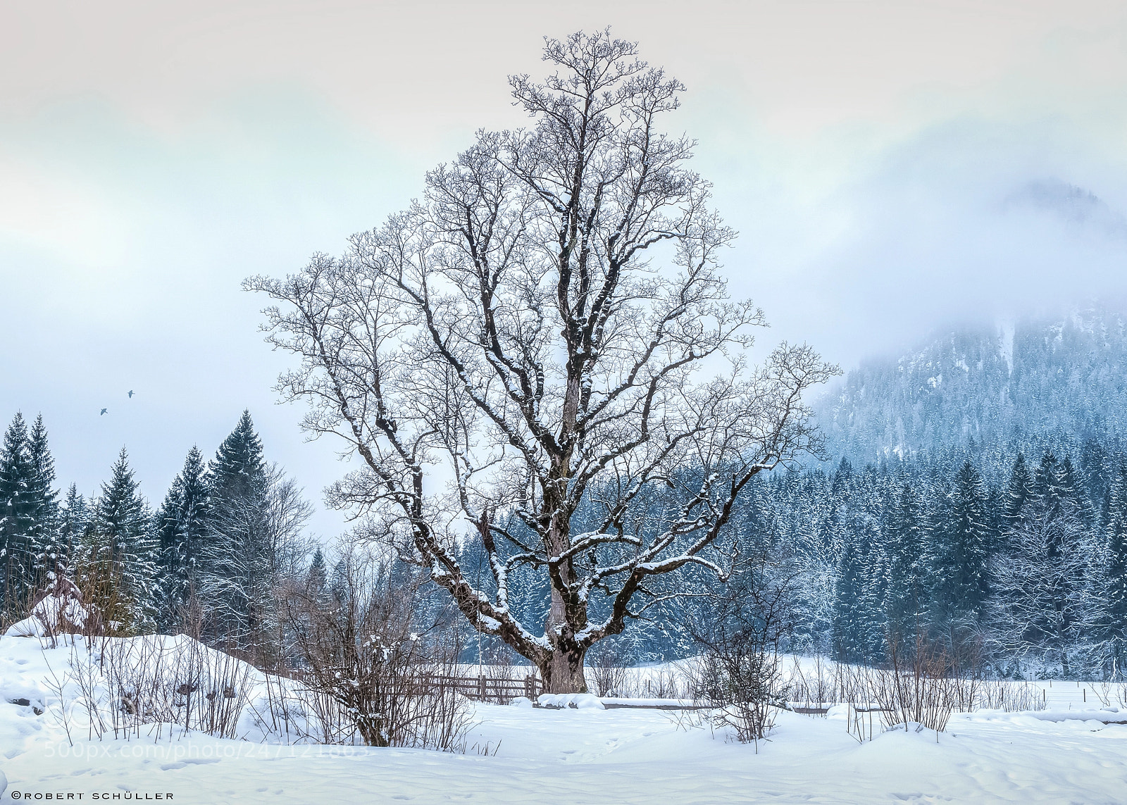 Sony a6300 sample photo. A majestic old tree photography