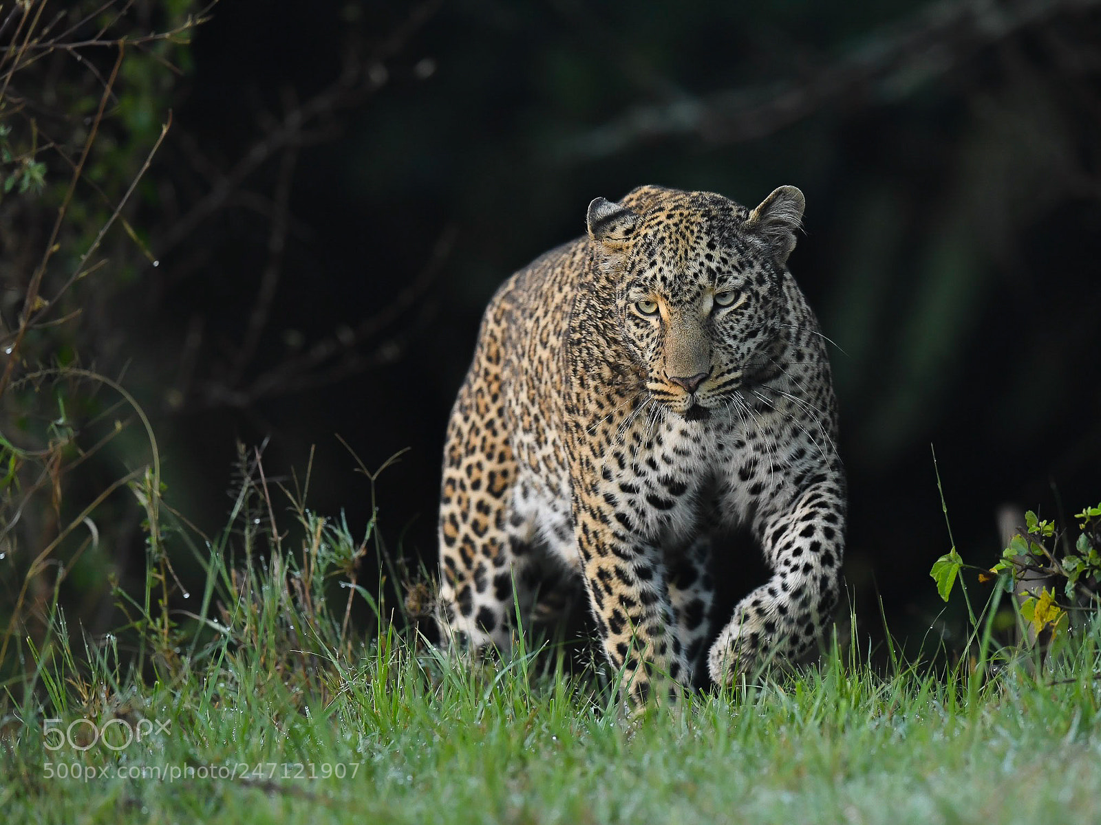Nikon D5 sample photo. Leopard photography