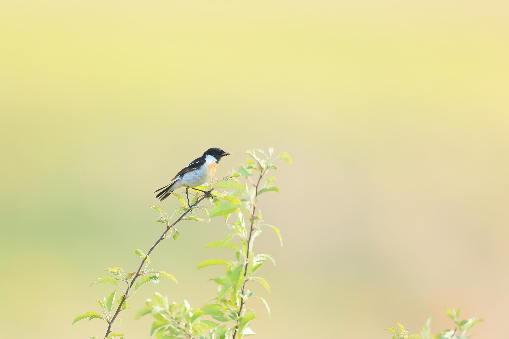 Canon EF 800mm F5.6L IS USM sample photo. ノビタキ　siberian stonechat photography