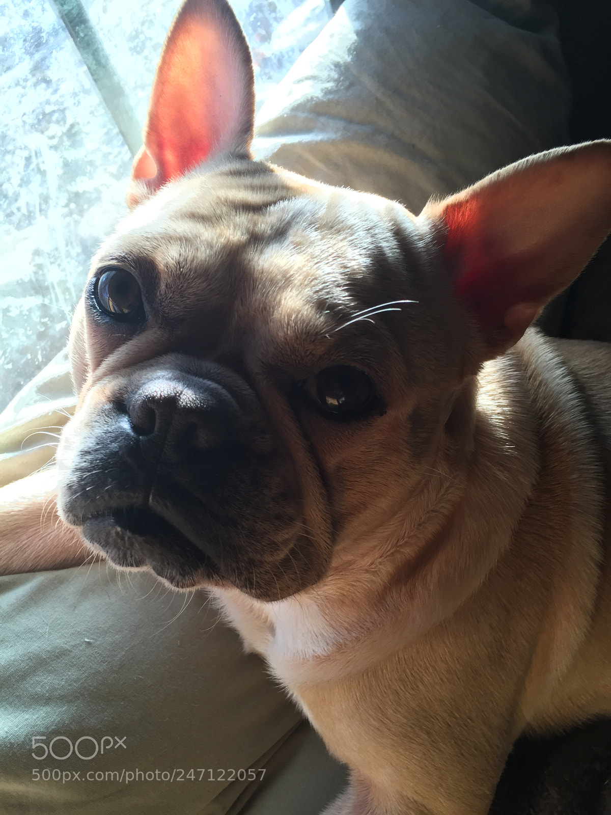 Apple iPhone 6 Plus sample photo. French bulldog photography
