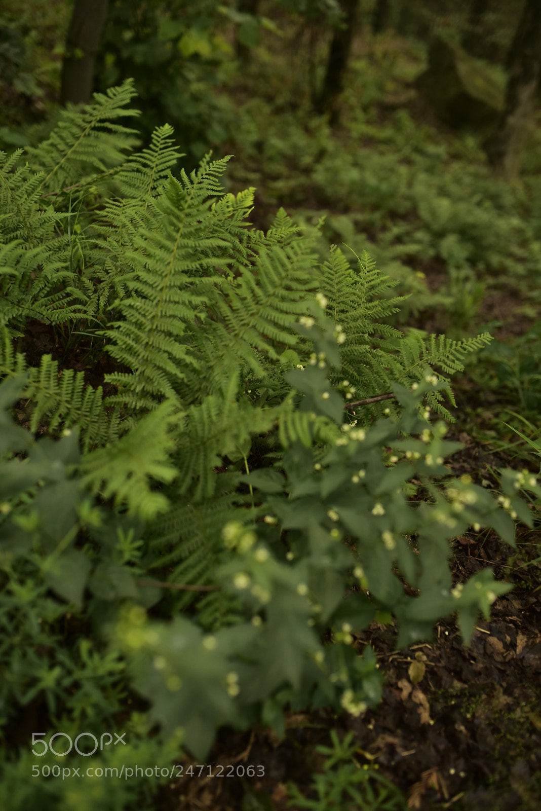 Sigma 35mm F1.4 DG HSM Art sample photo. Dsc photography