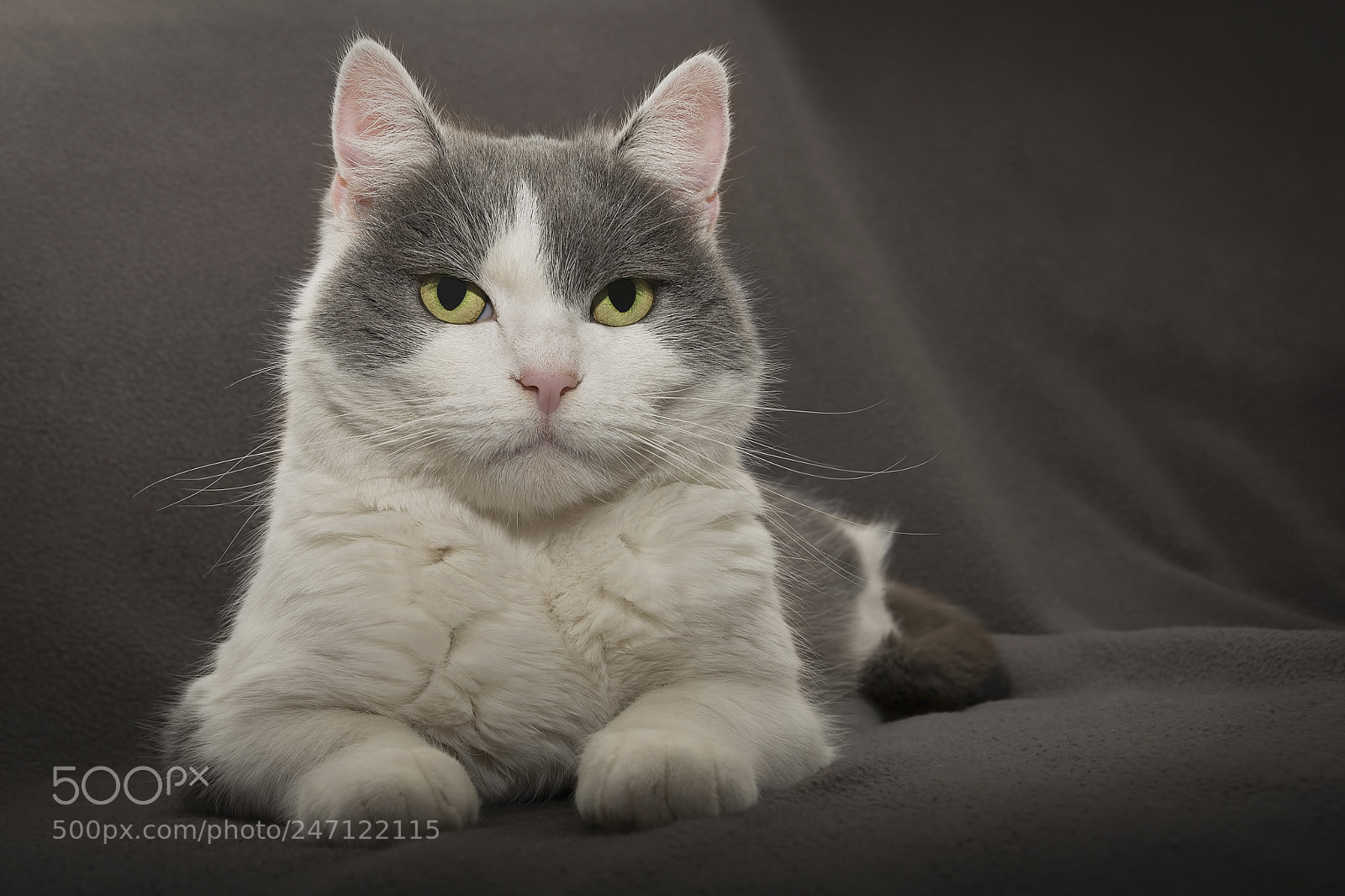 Nikon D5200 sample photo. Micu photography