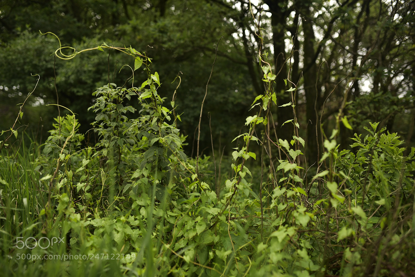 Nikon D750 + Sigma 35mm F1.4 DG HSM Art sample photo. Dsc photography