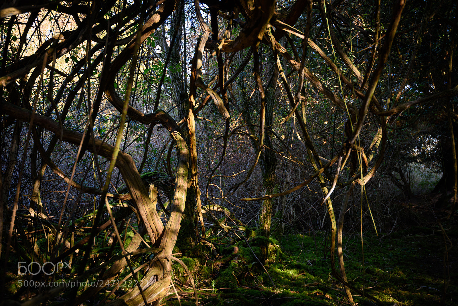Nikon D810 sample photo. Entanglement photography