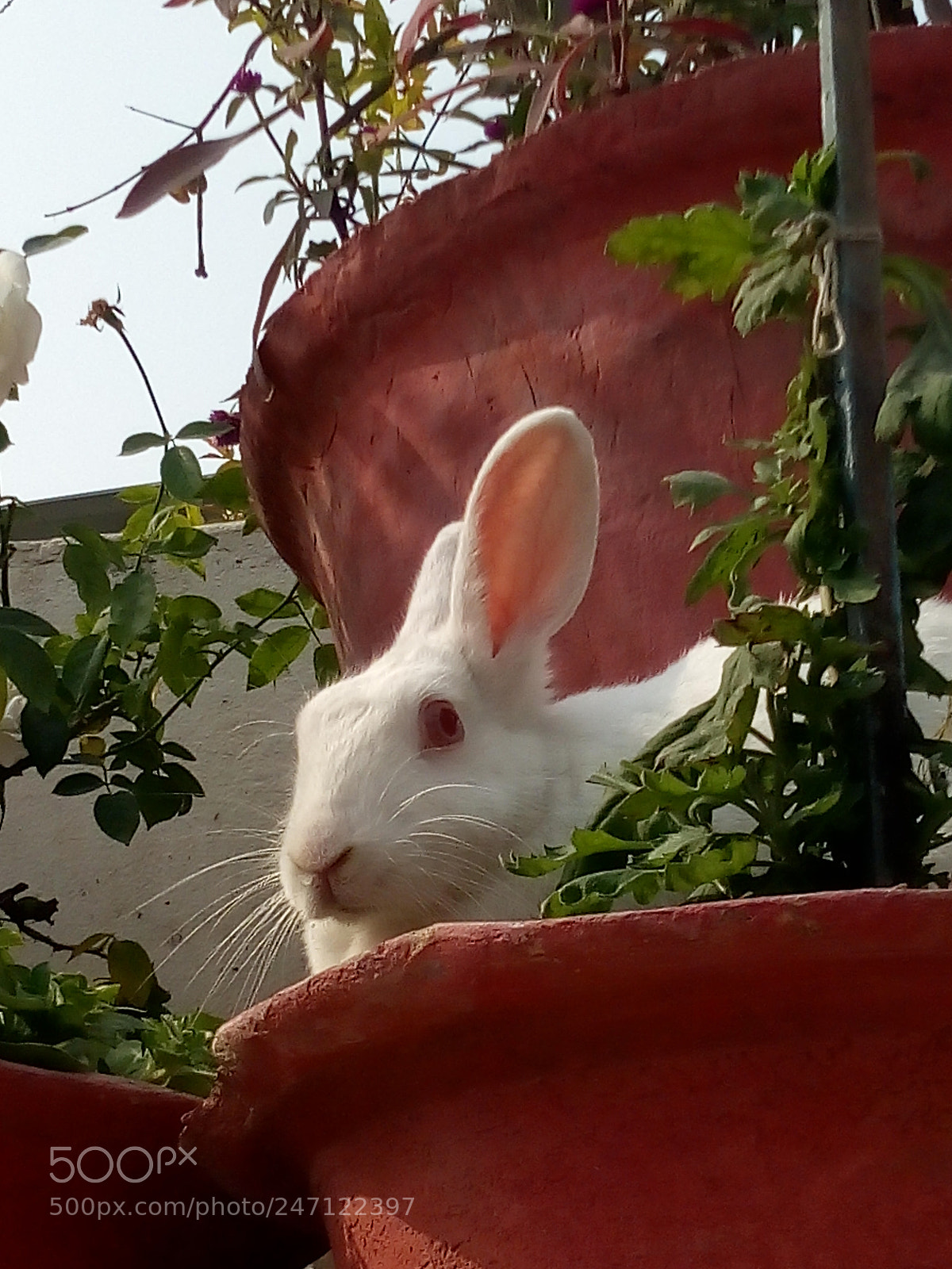 Motorola Moto E (4) Plus sample photo. My funny bunny photography