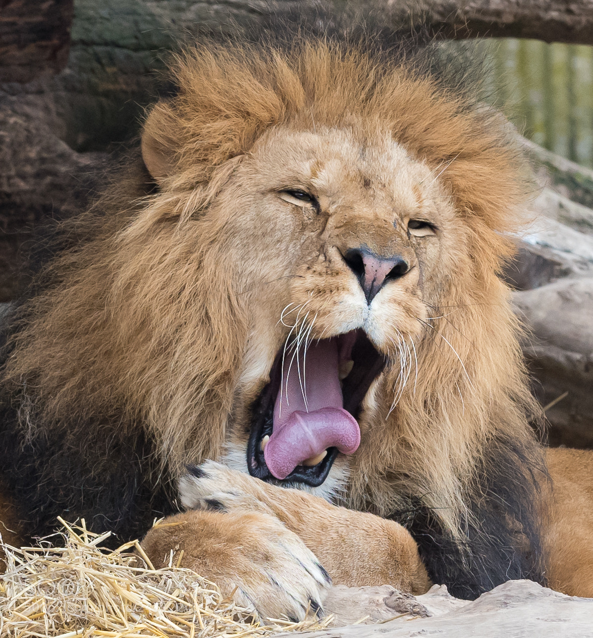 Nikon D810 sample photo. Sleepy photography