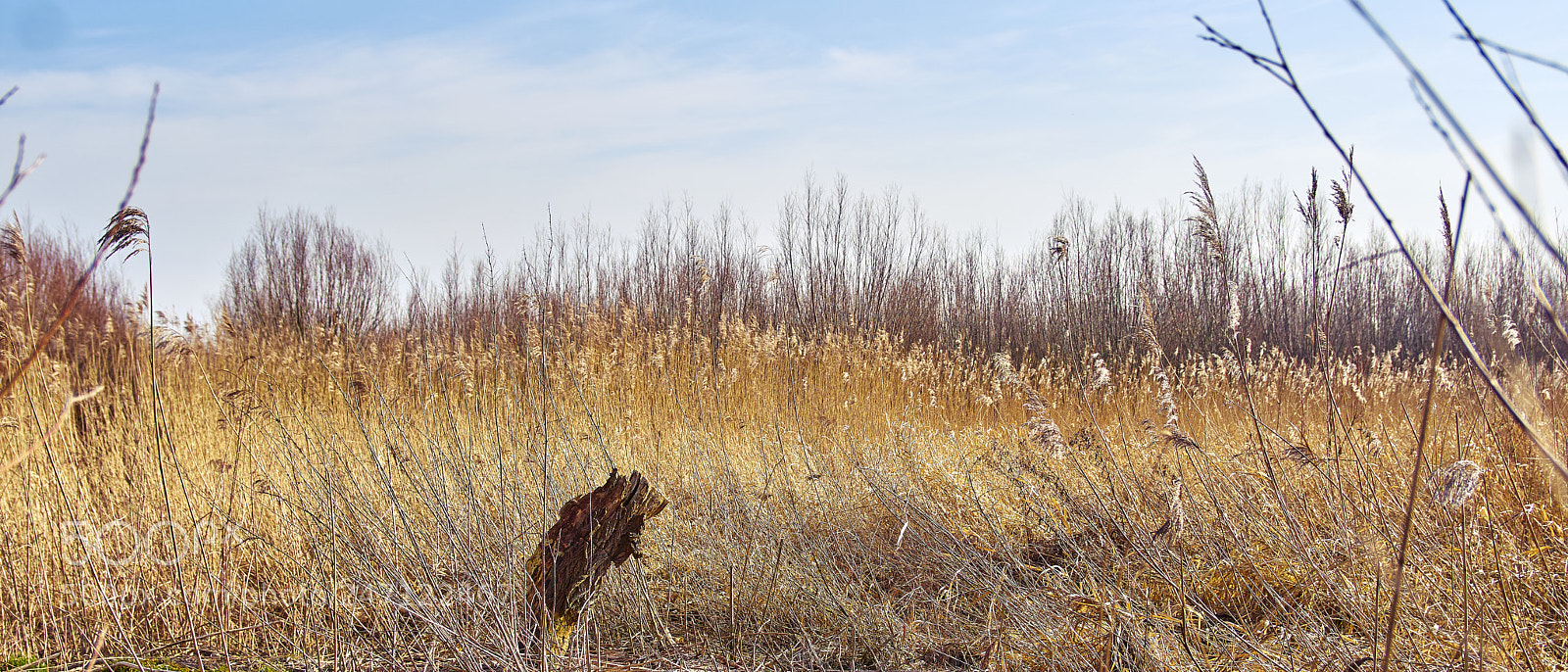 Sony ILCA-77M2 sample photo. Yellow reed photography