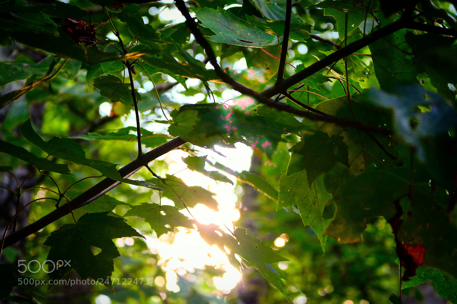 Canon EOS 750D (EOS Rebel T6i / EOS Kiss X8i) sample photo. I took this one photography