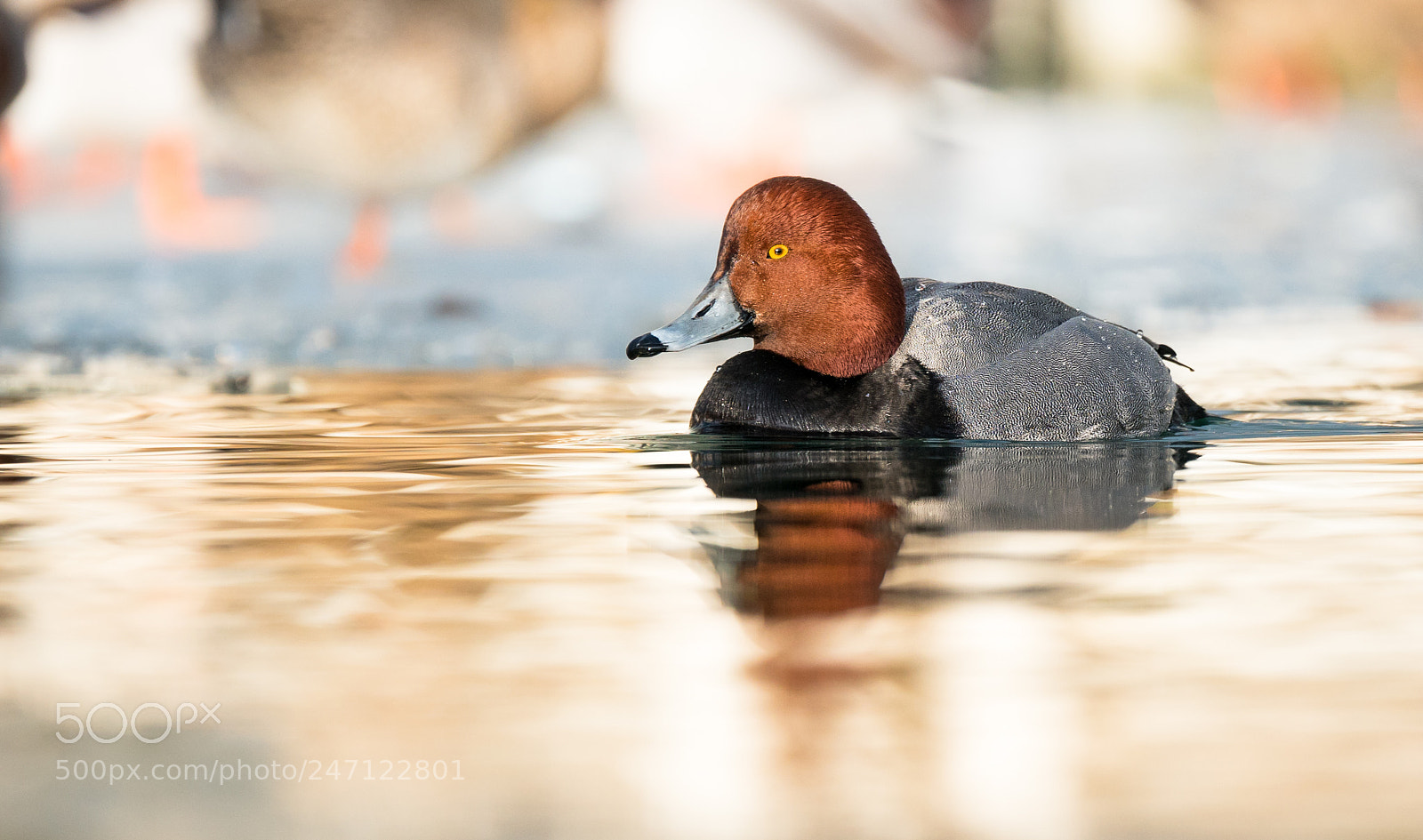 Sony a7R II sample photo. Redhead in golden light photography
