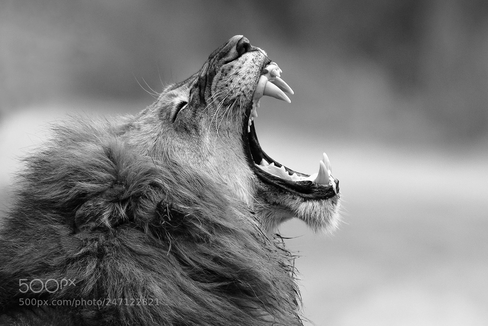 Nikon D7100 sample photo. The king x photography