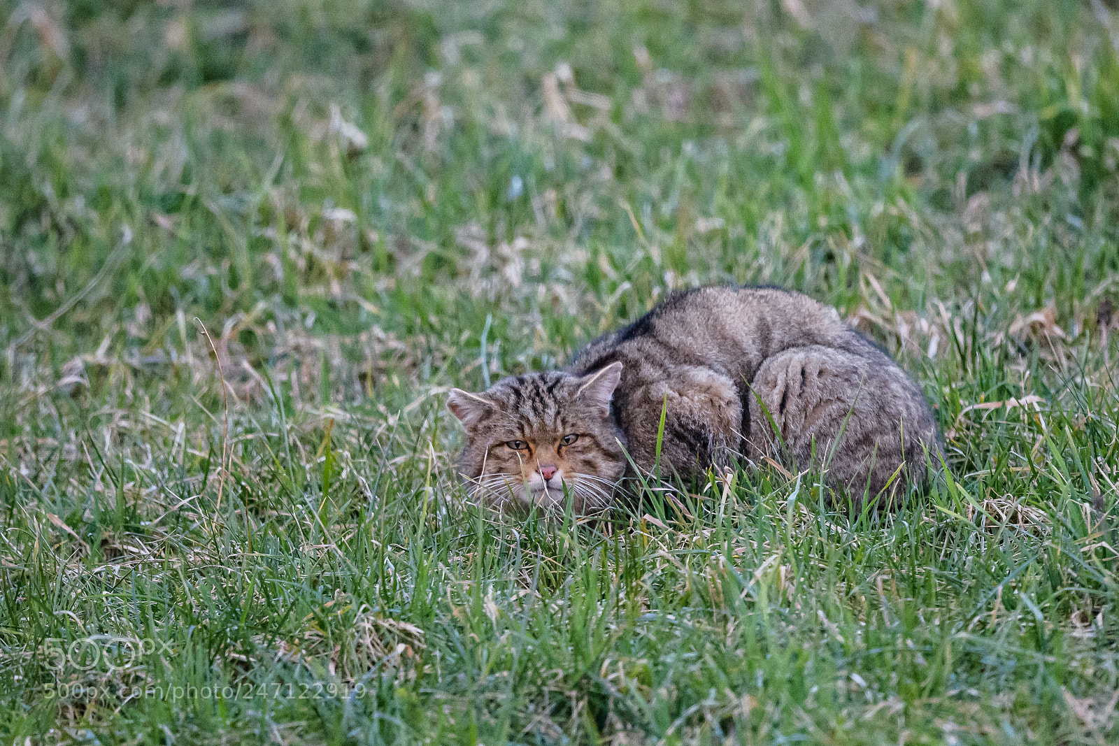 Nikon D850 sample photo. Chat sauvage jurassien photography
