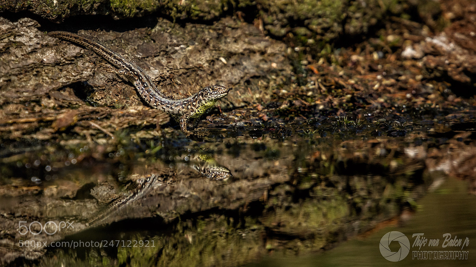 Canon EOS-1D Mark IV sample photo. Zandhagedis (lacerta agilis) photography