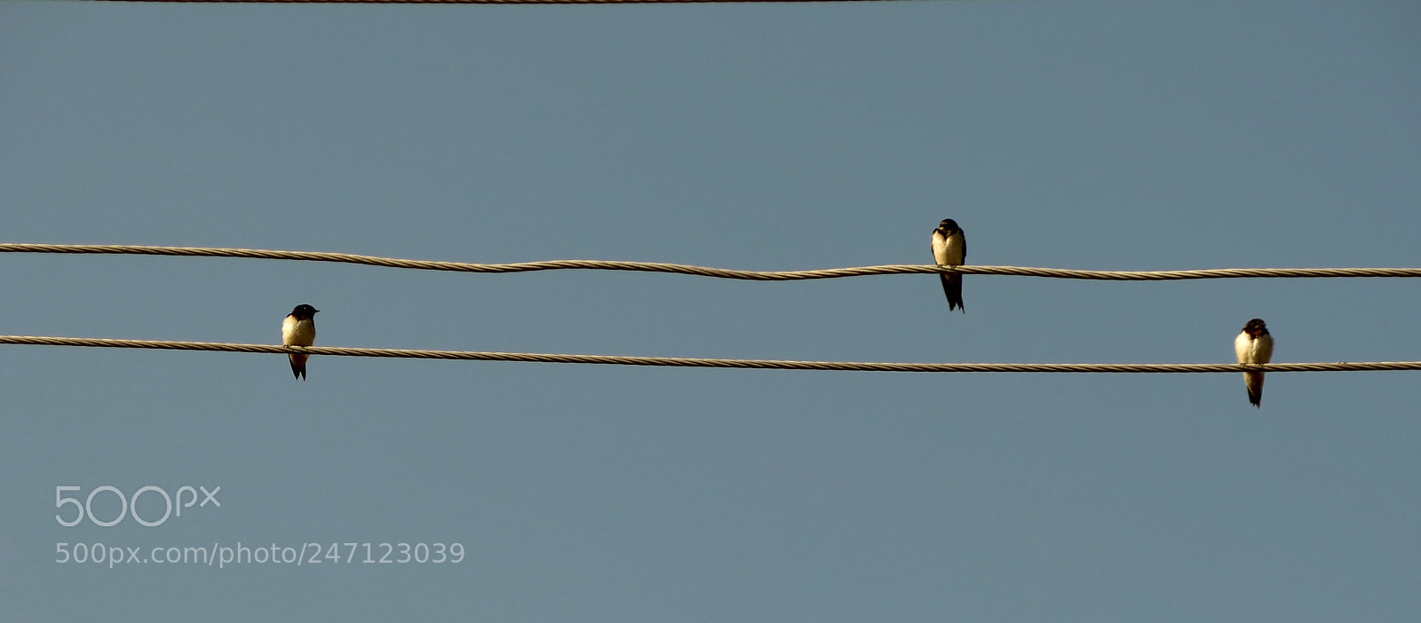 Canon PowerShot G16 sample photo. Swallows photography