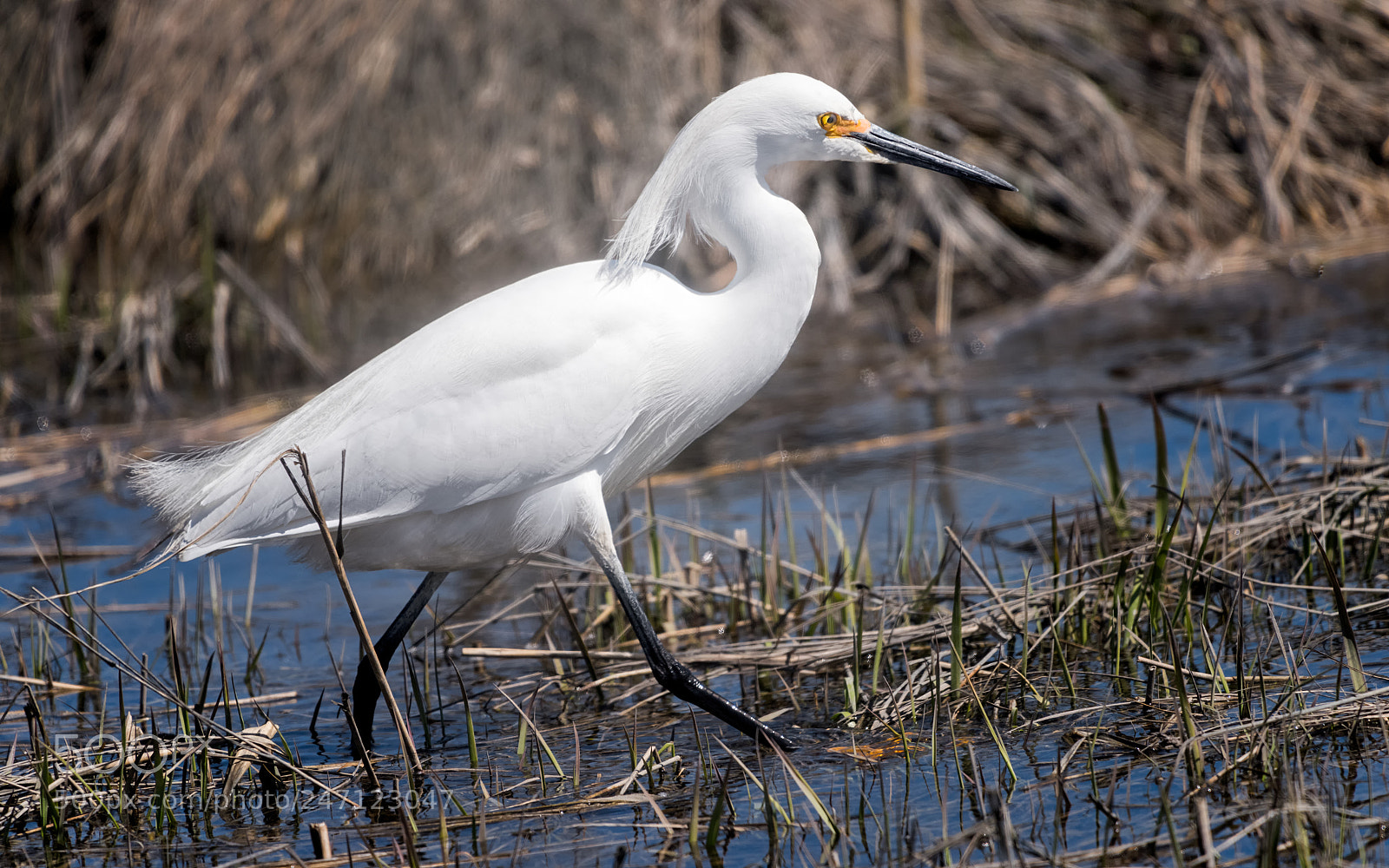 Nikon D810 sample photo. Snowy egret in its photography