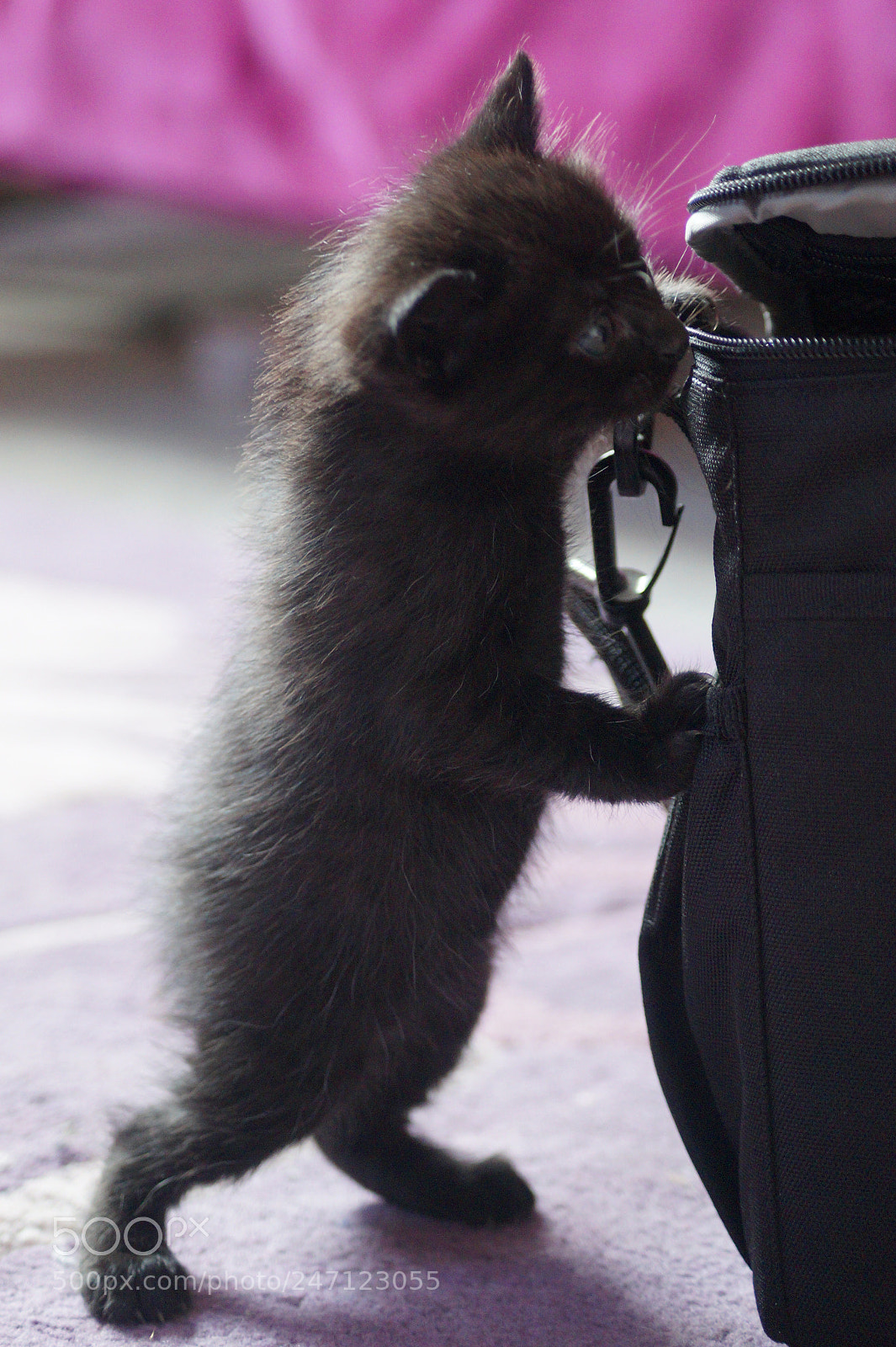 Sony DT 55-200mm F4-5.6 SAM sample photo. Untitled photography