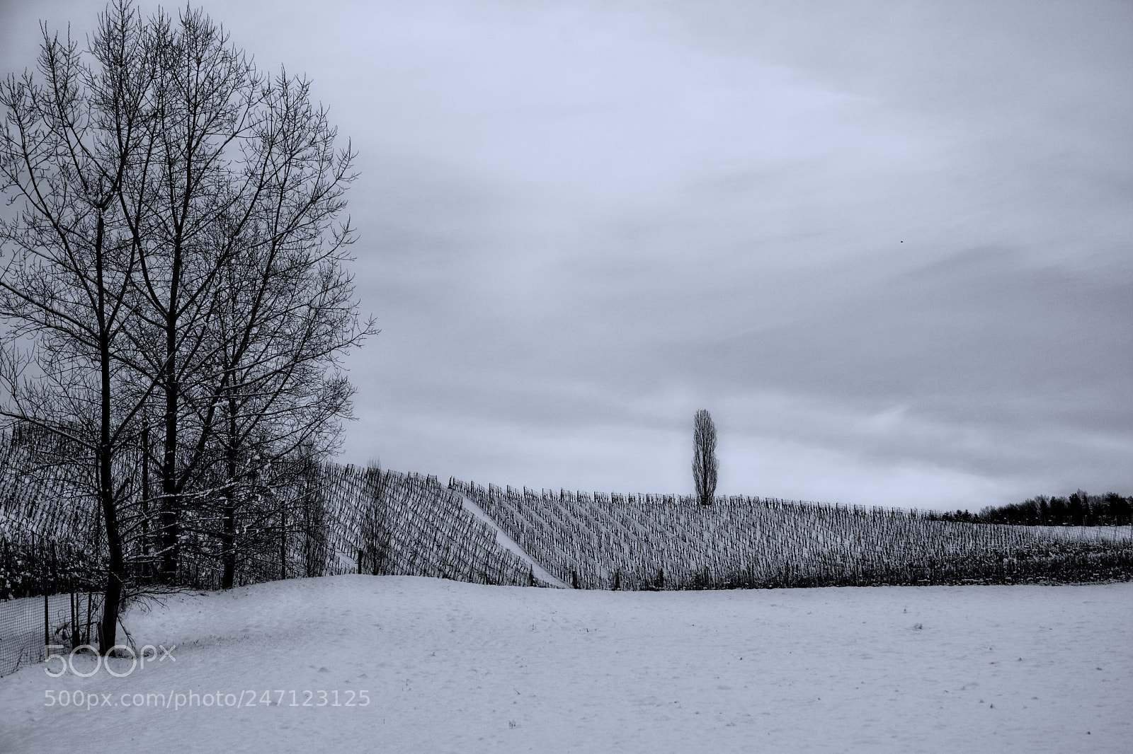 Nikon D7100 sample photo. Cold day in styria photography