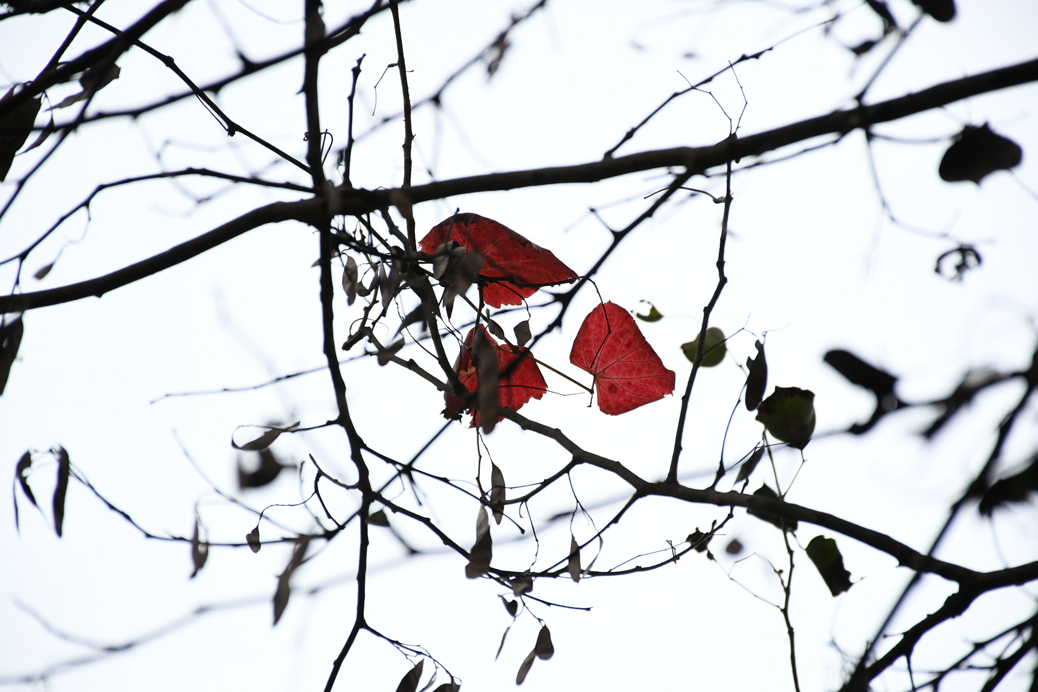 Nikon D7500 sample photo. Winter leaves photography