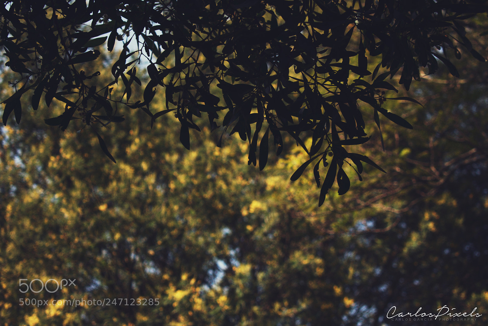 Nikon D3400 sample photo. ? photography