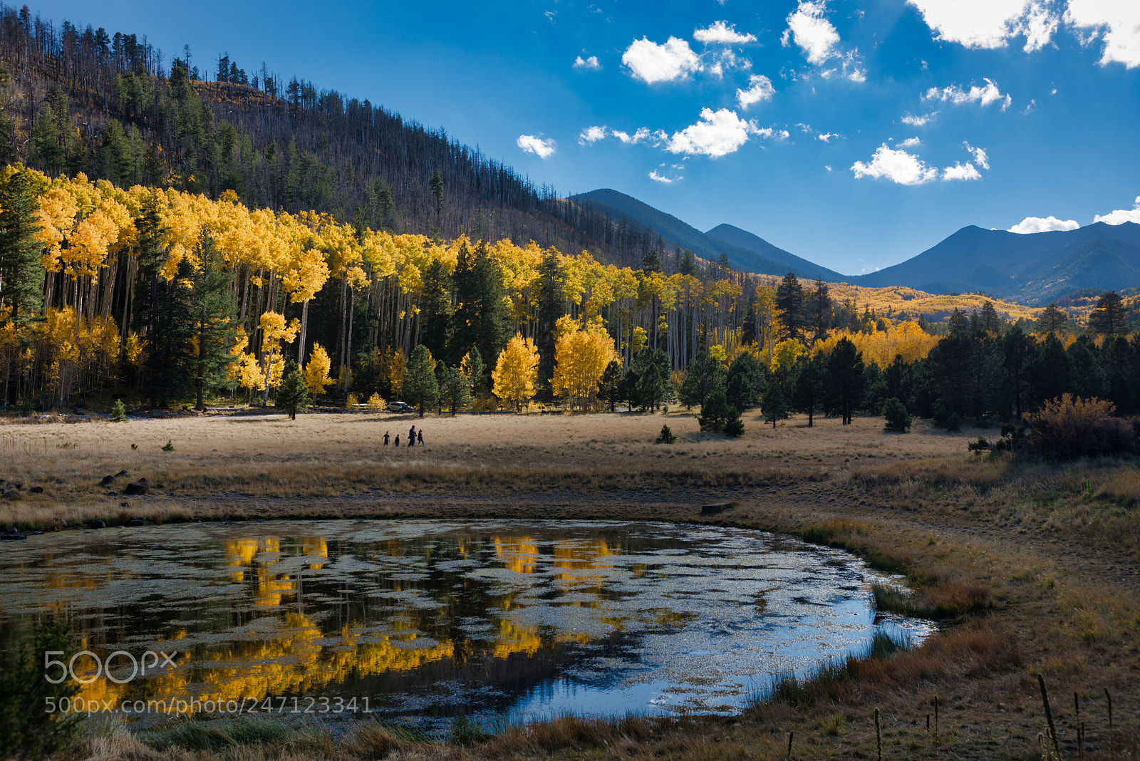Nikon D800E sample photo. Mountain aspens photography