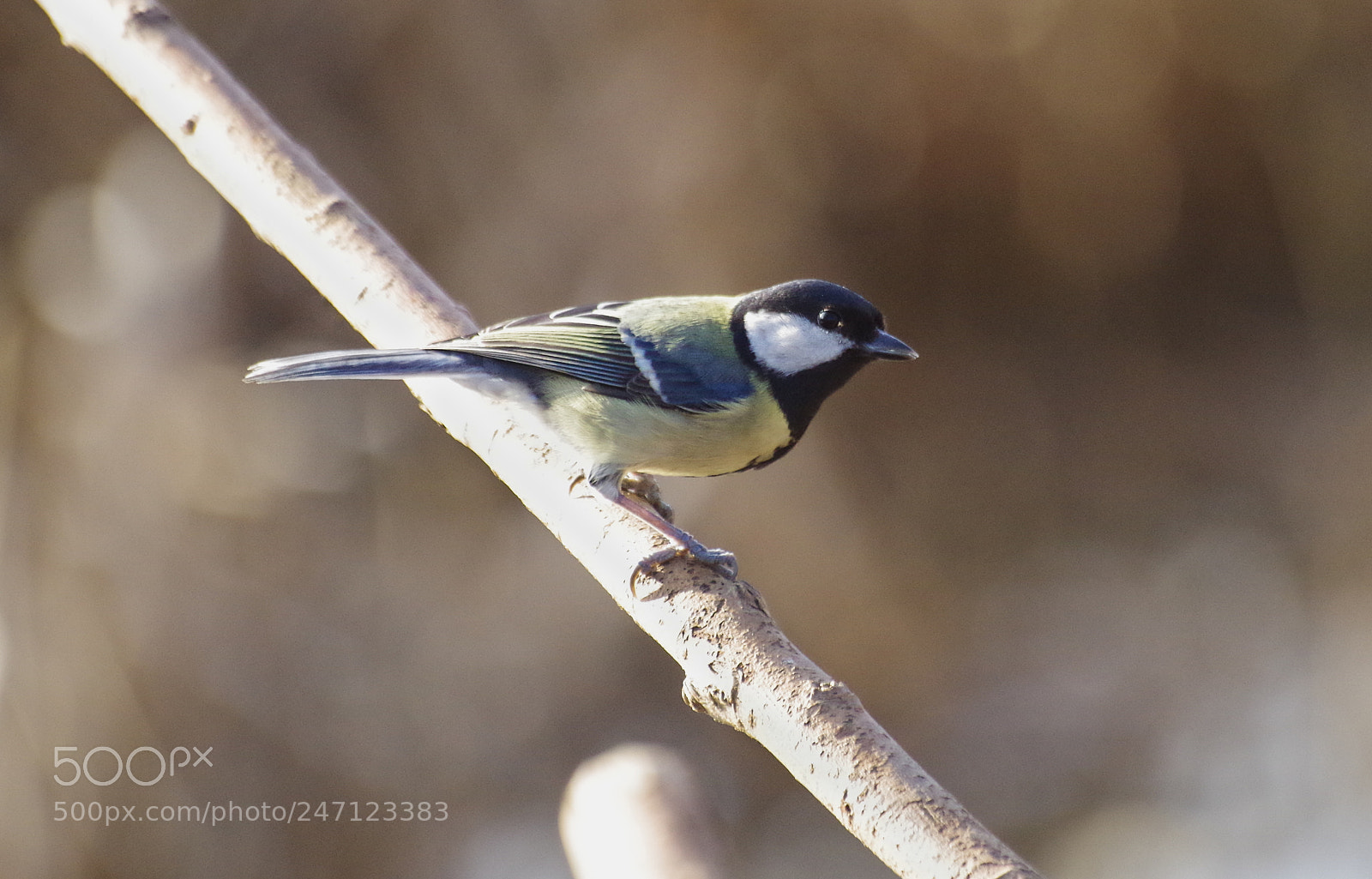 Pentax K-30 sample photo. Great tit on a photography
