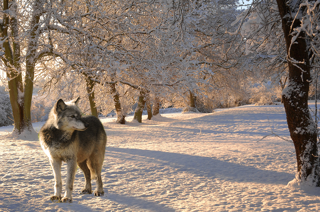 Nikon D2Xs sample photo. Wolves photography