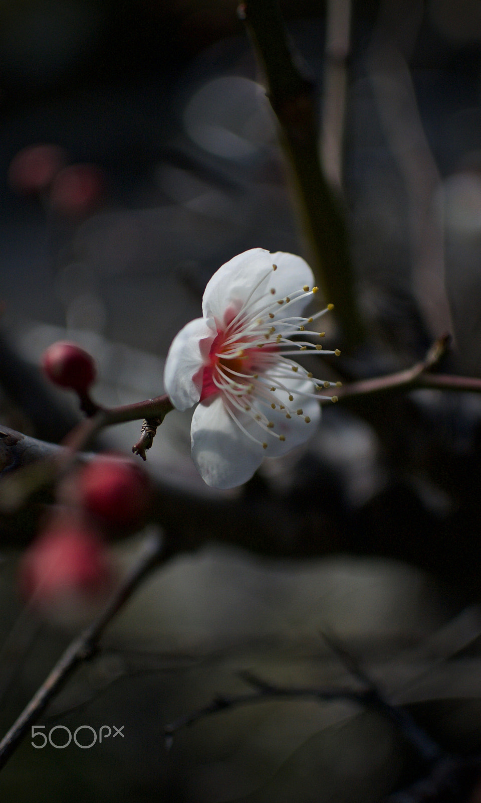 Nikon 1 J2 sample photo. Plum blossom photography