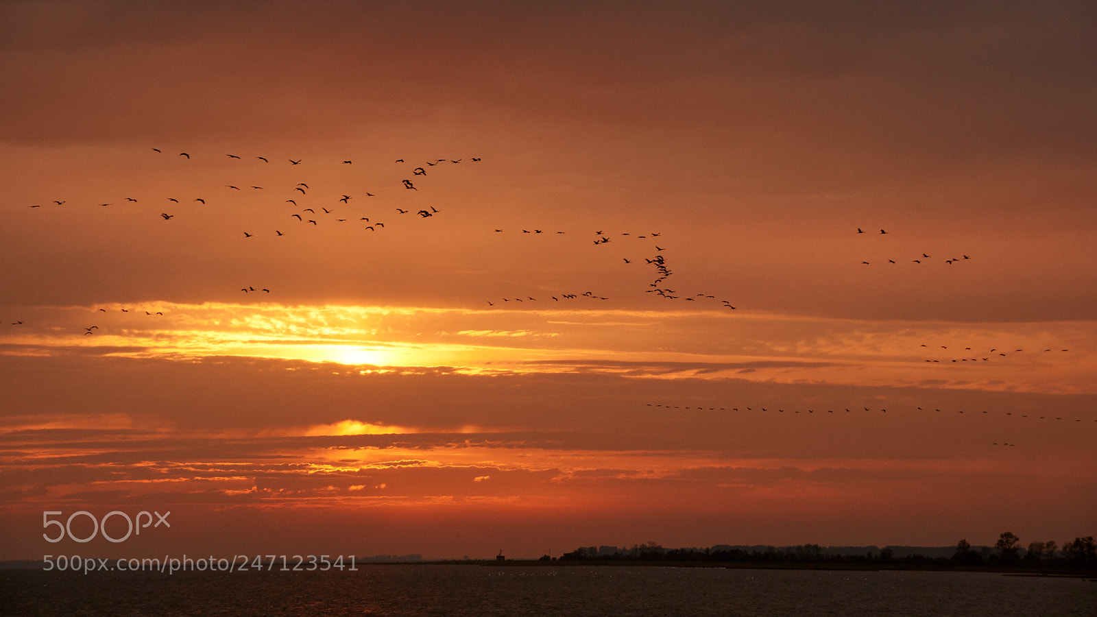 Sony SLT-A65 (SLT-A65V) sample photo. Sunset with cranes photography