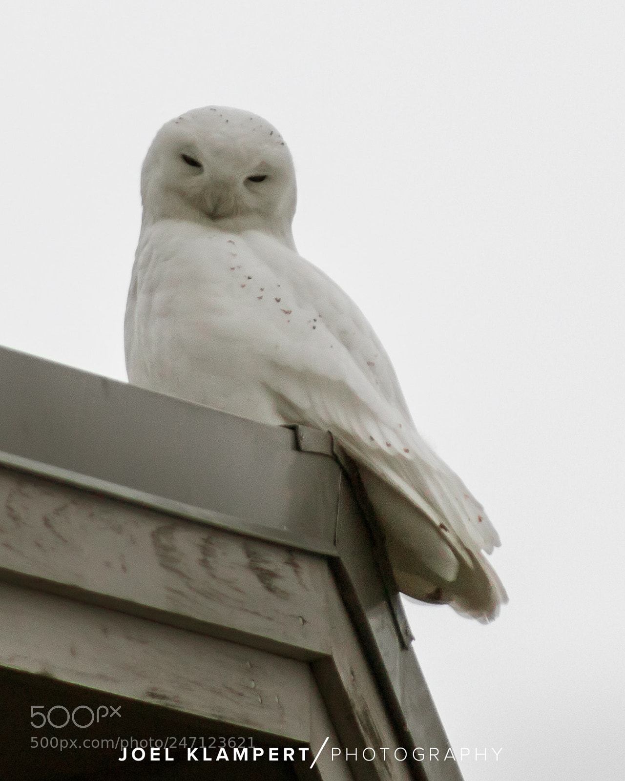 Canon EOS 6D Mark II sample photo. Whatchu lookin at?! photography