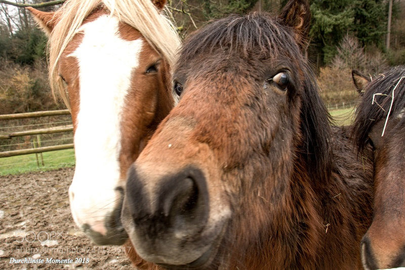 Canon EOS 700D (EOS Rebel T5i / EOS Kiss X7i) sample photo. Horses smile photography