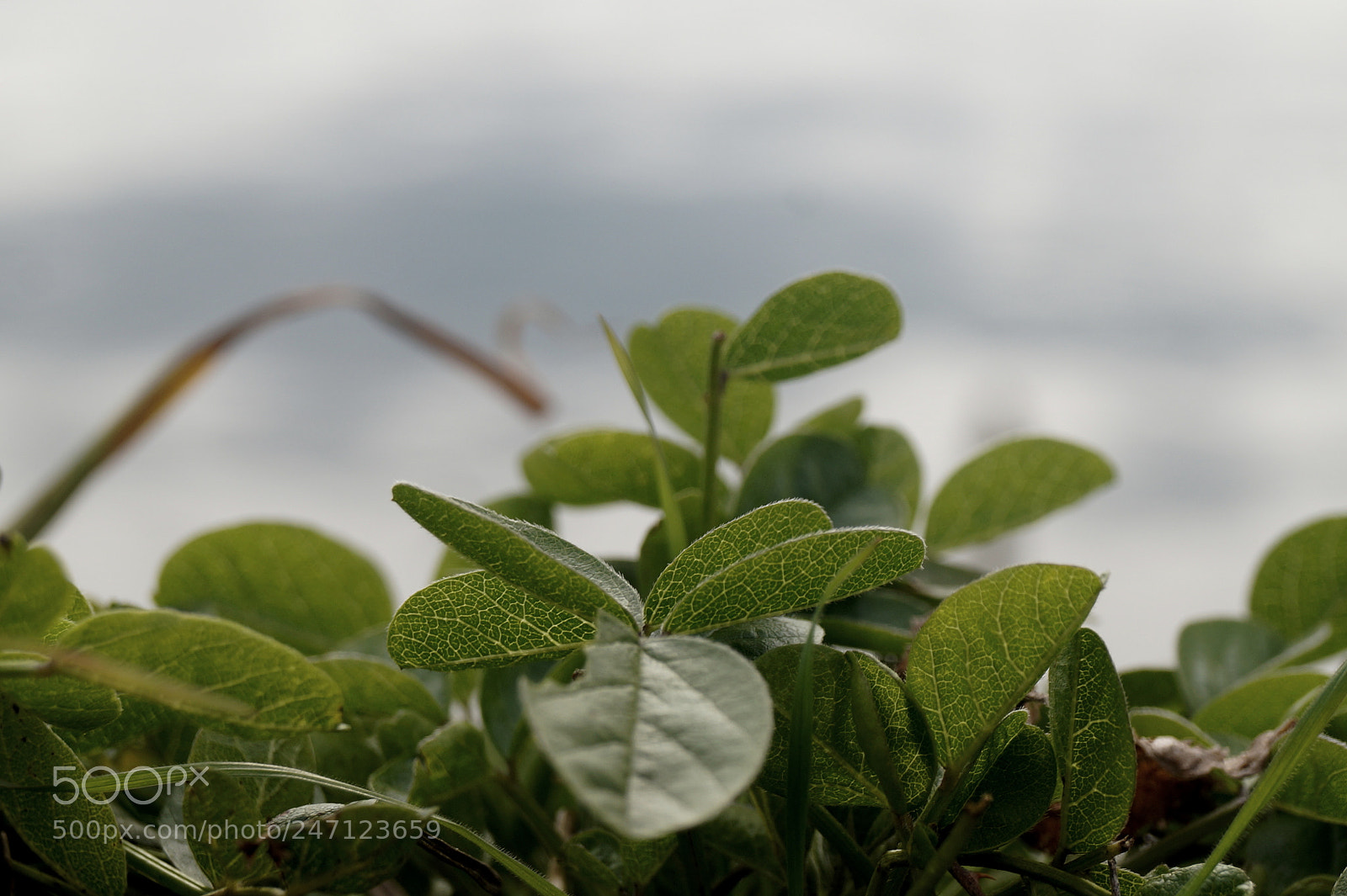 Sony SLT-A58 sample photo. In cerca di fortuna photography