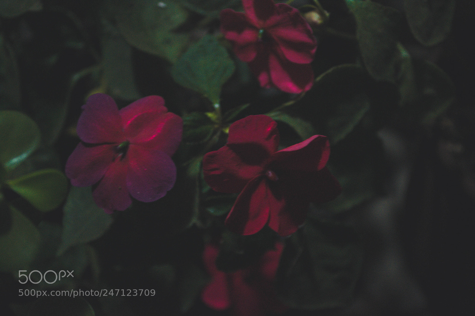 Nikon D3100 sample photo. Flores photography