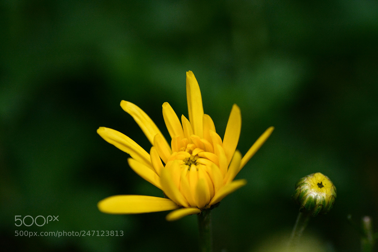 Nikon D7100 sample photo. Untitled photography