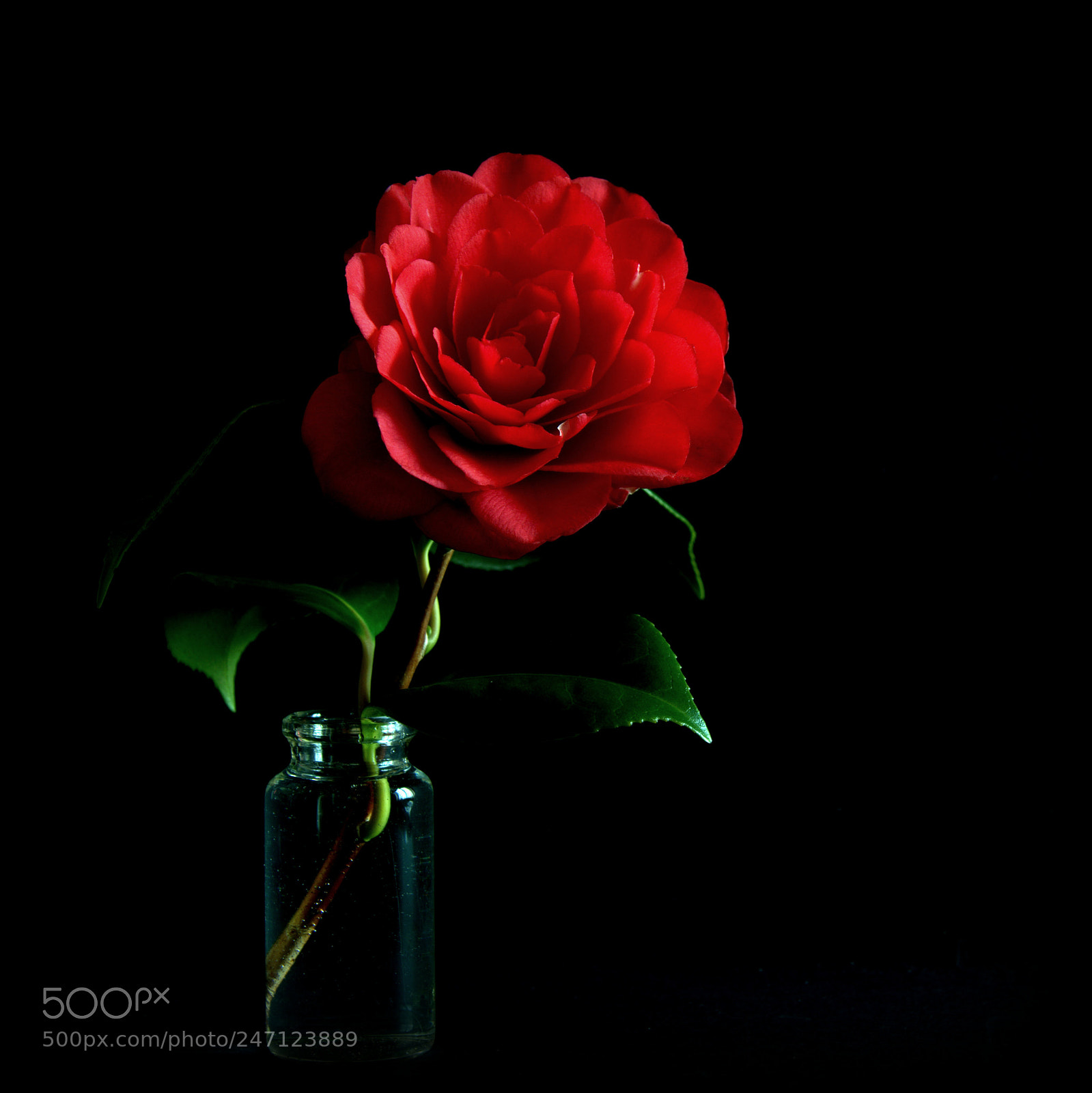 Sony SLT-A58 sample photo. Camelia photography