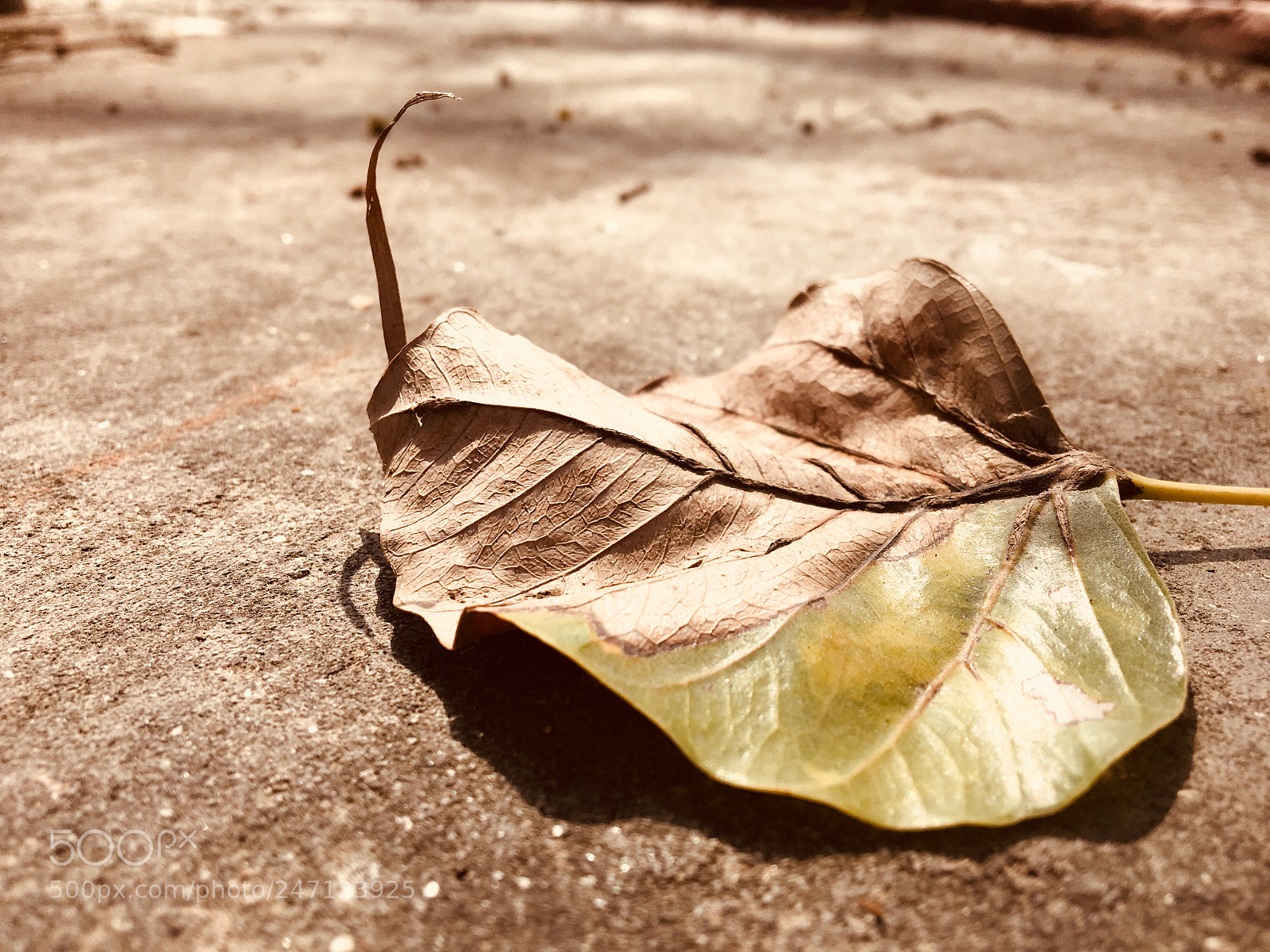 Apple iPhone 6s sample photo. Autumn photography