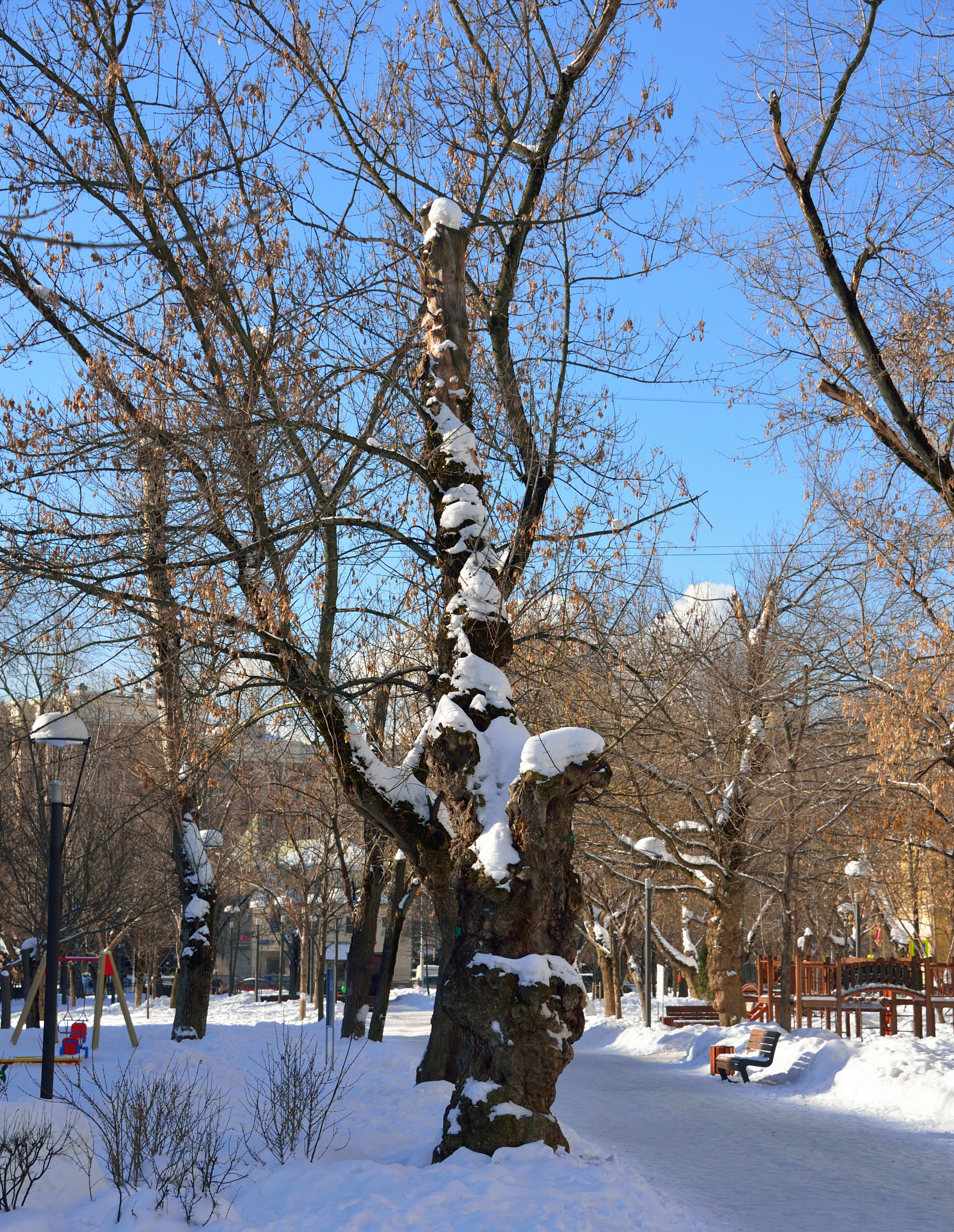 Nikon D610 sample photo. Winter tree photography