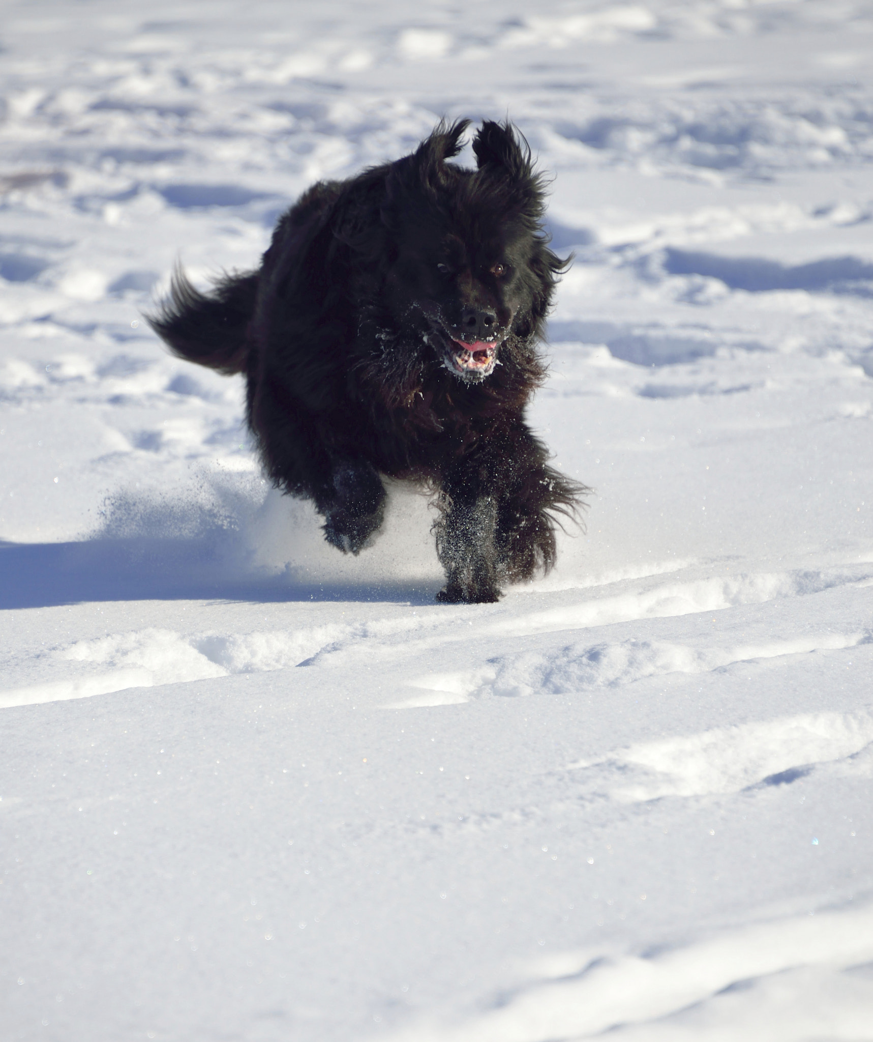 Nikon D610 sample photo. Running dog photography