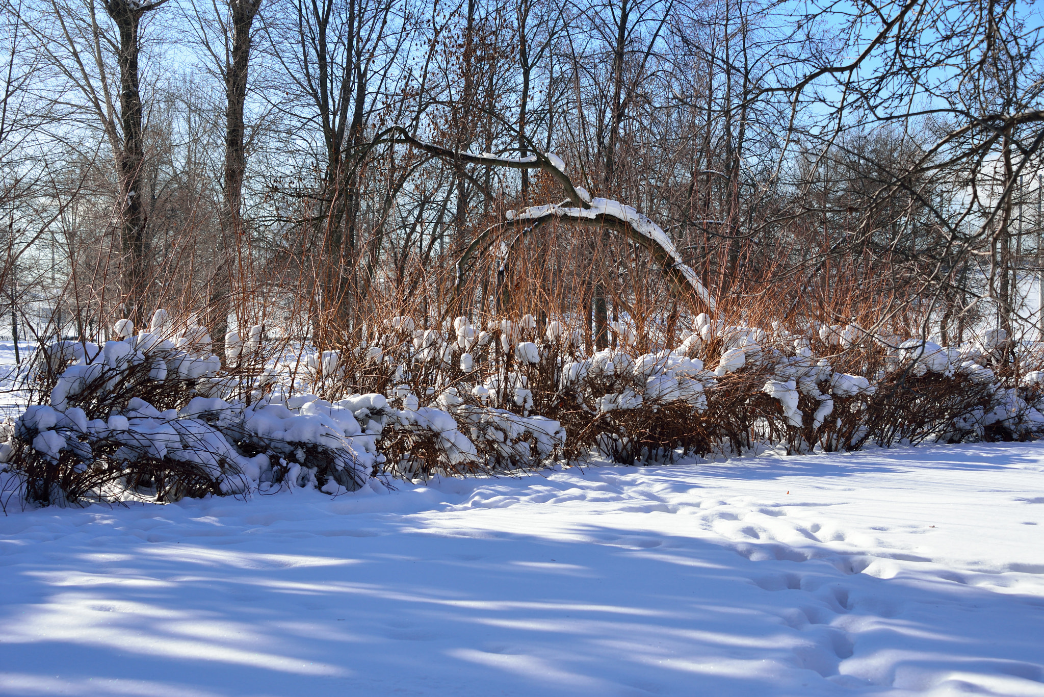 Nikon D610 sample photo. Winter park photography