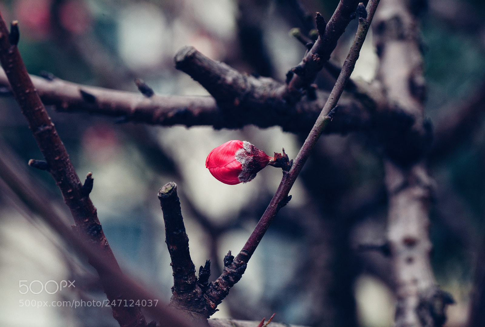 Nikon D7100 sample photo. Untitled photography