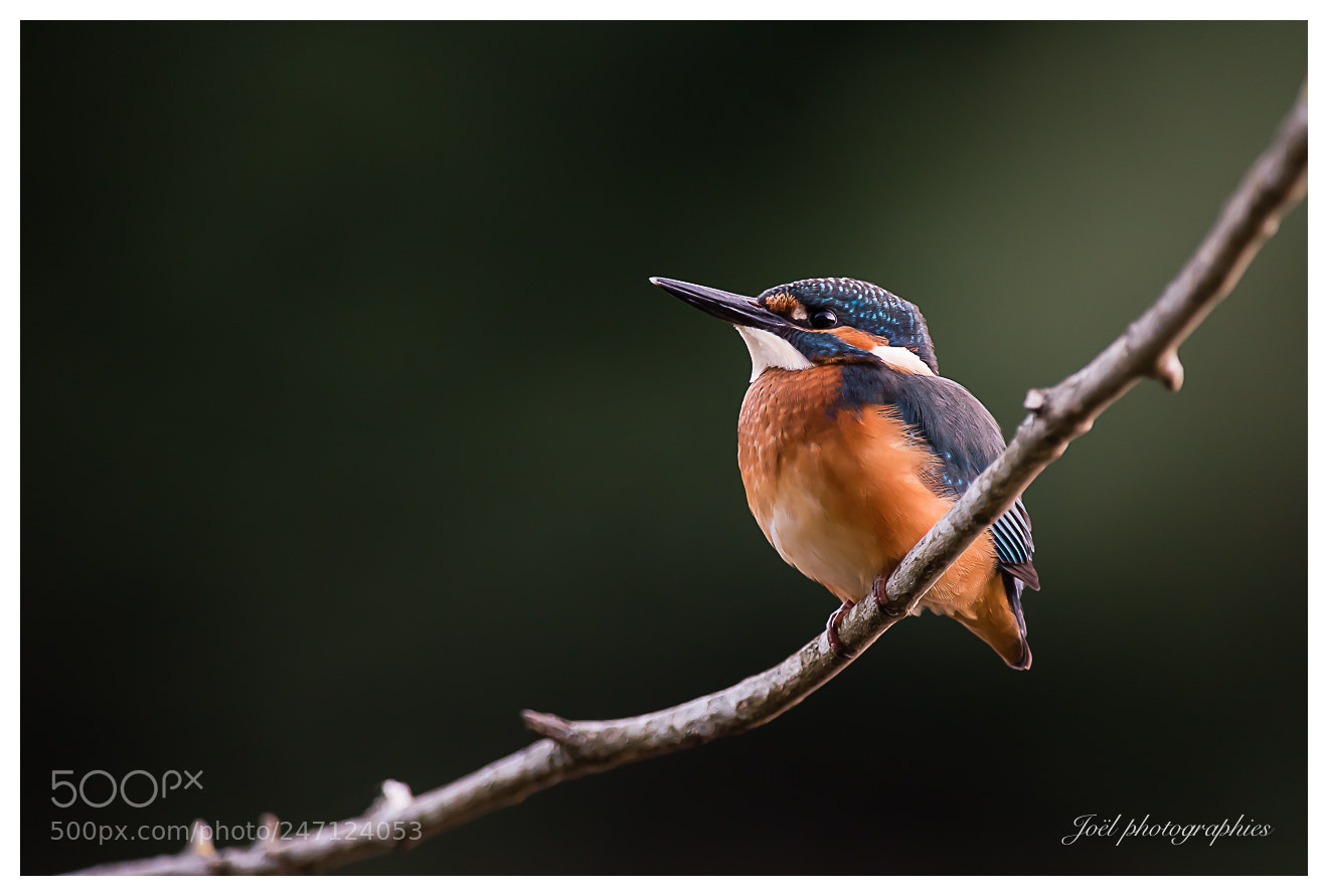 Nikon D810 sample photo. Kingfisher photography