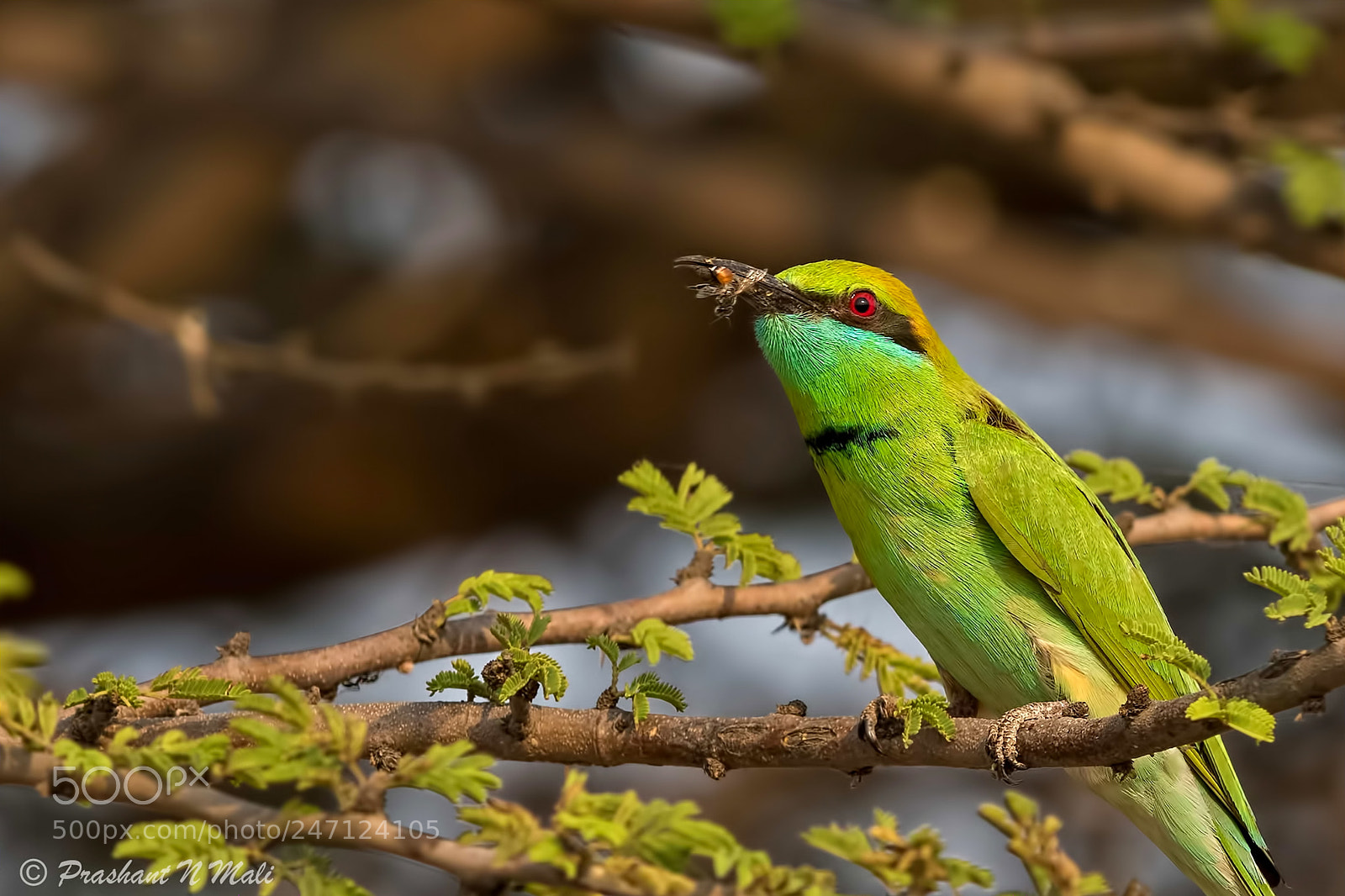 Canon EOS 7D Mark II sample photo. Greenbeeeaterwith kill photography
