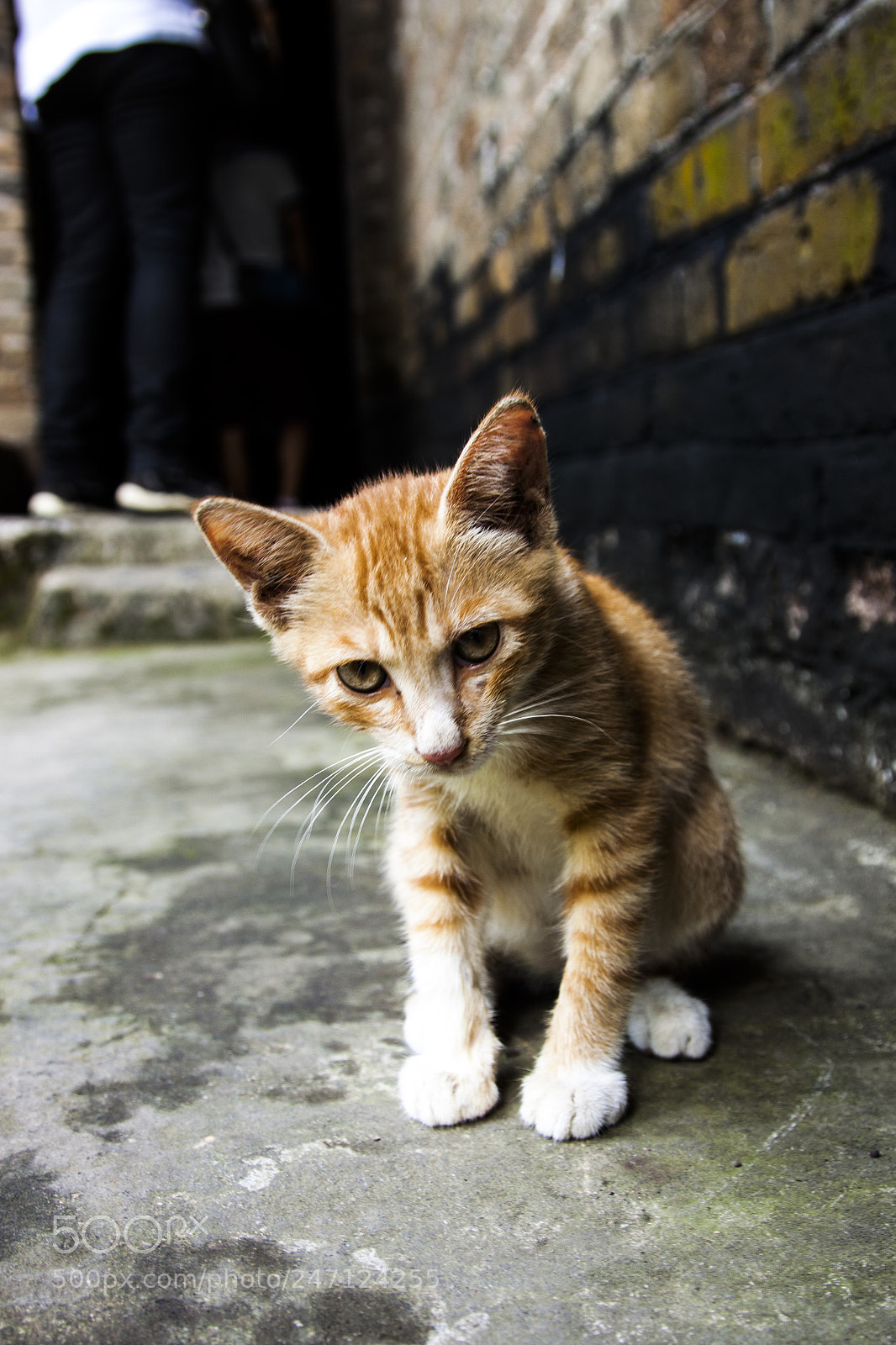 Canon EOS 50D sample photo. Stray cat photography