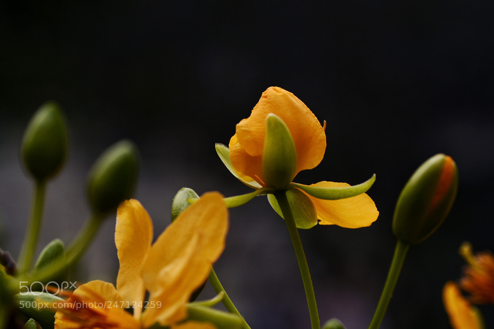 Nikon D7100 sample photo. Untitled photography