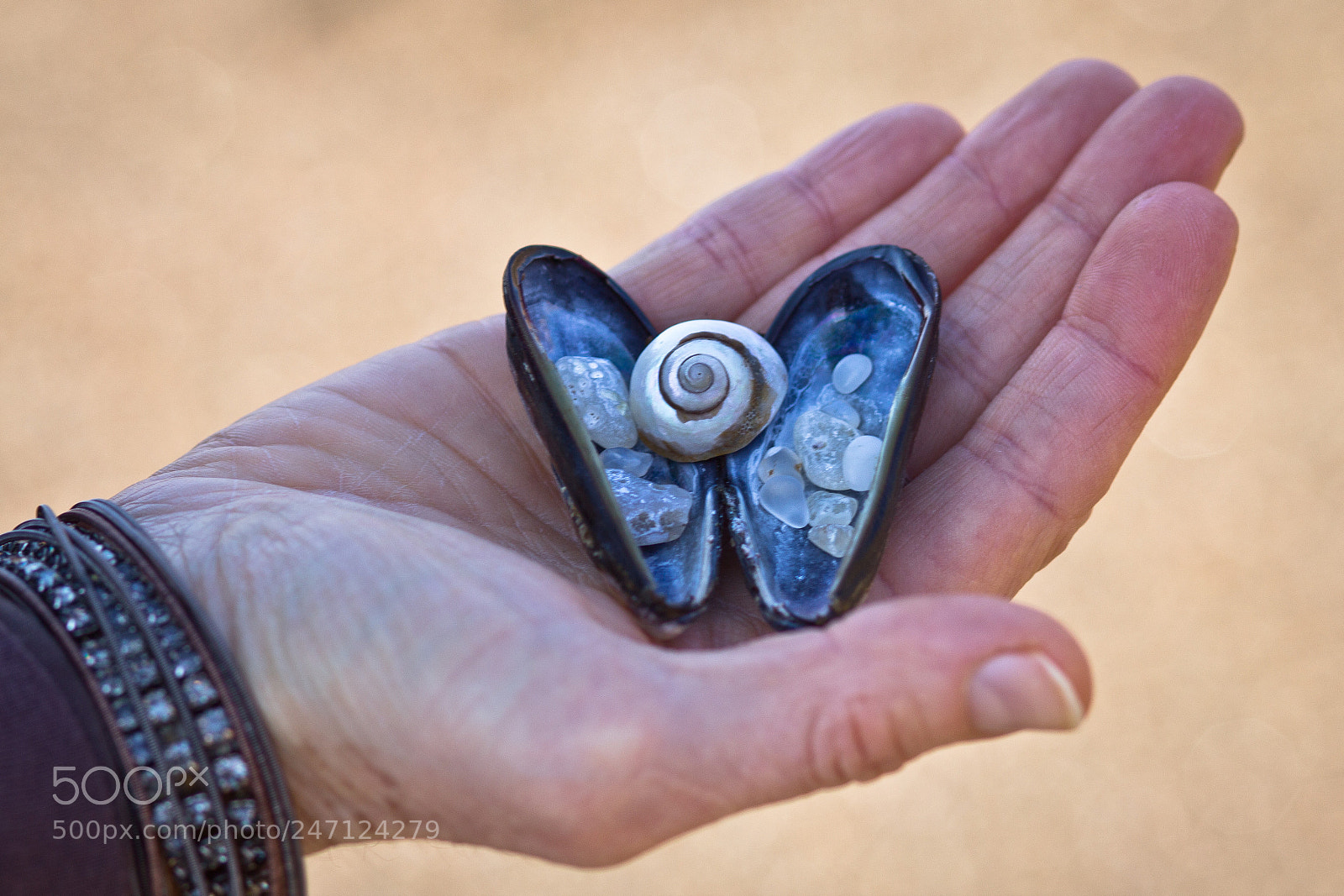 Canon EOS 60D sample photo. Butterfly shell photography