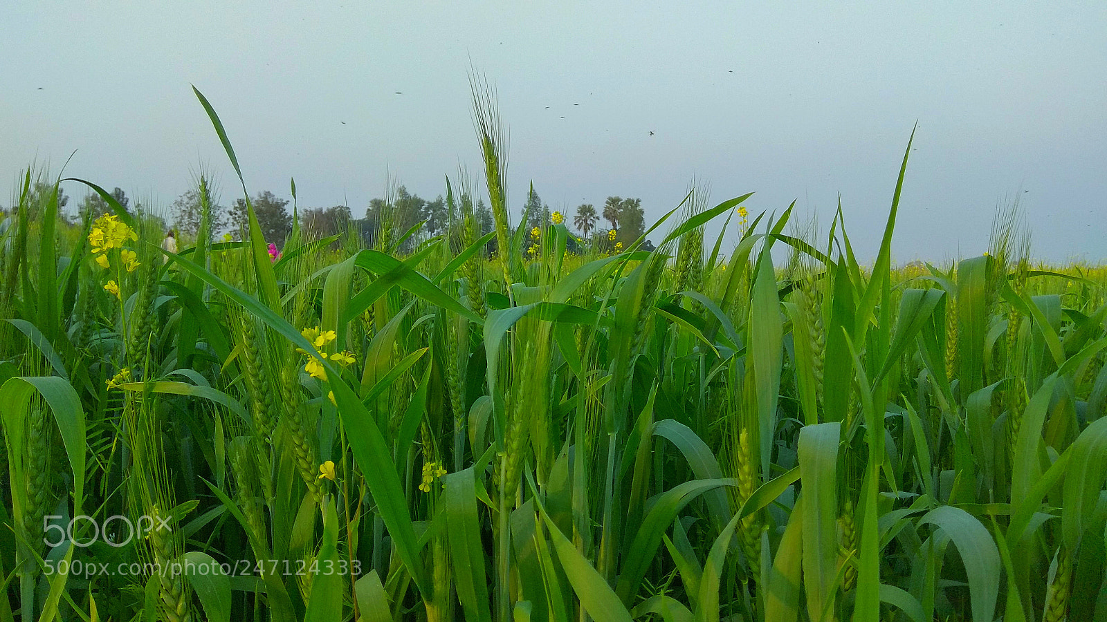 Xiaomi Redmi Note 4 sample photo. Wheat green mix mustard photography