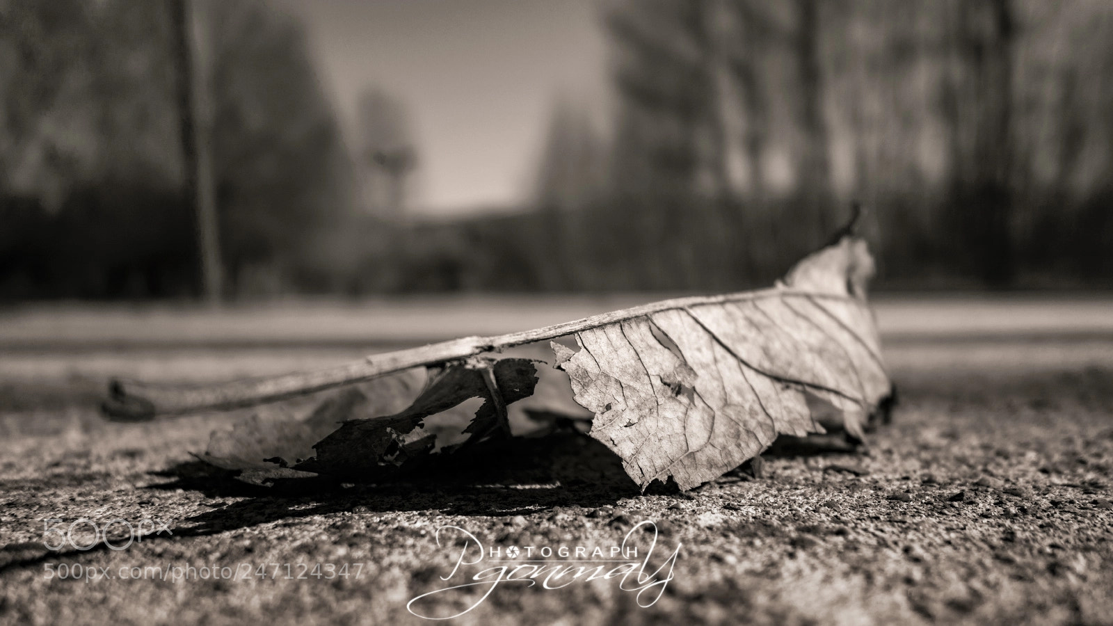 Sony Cyber-shot DSC-RX100 sample photo. Dead nature photography
